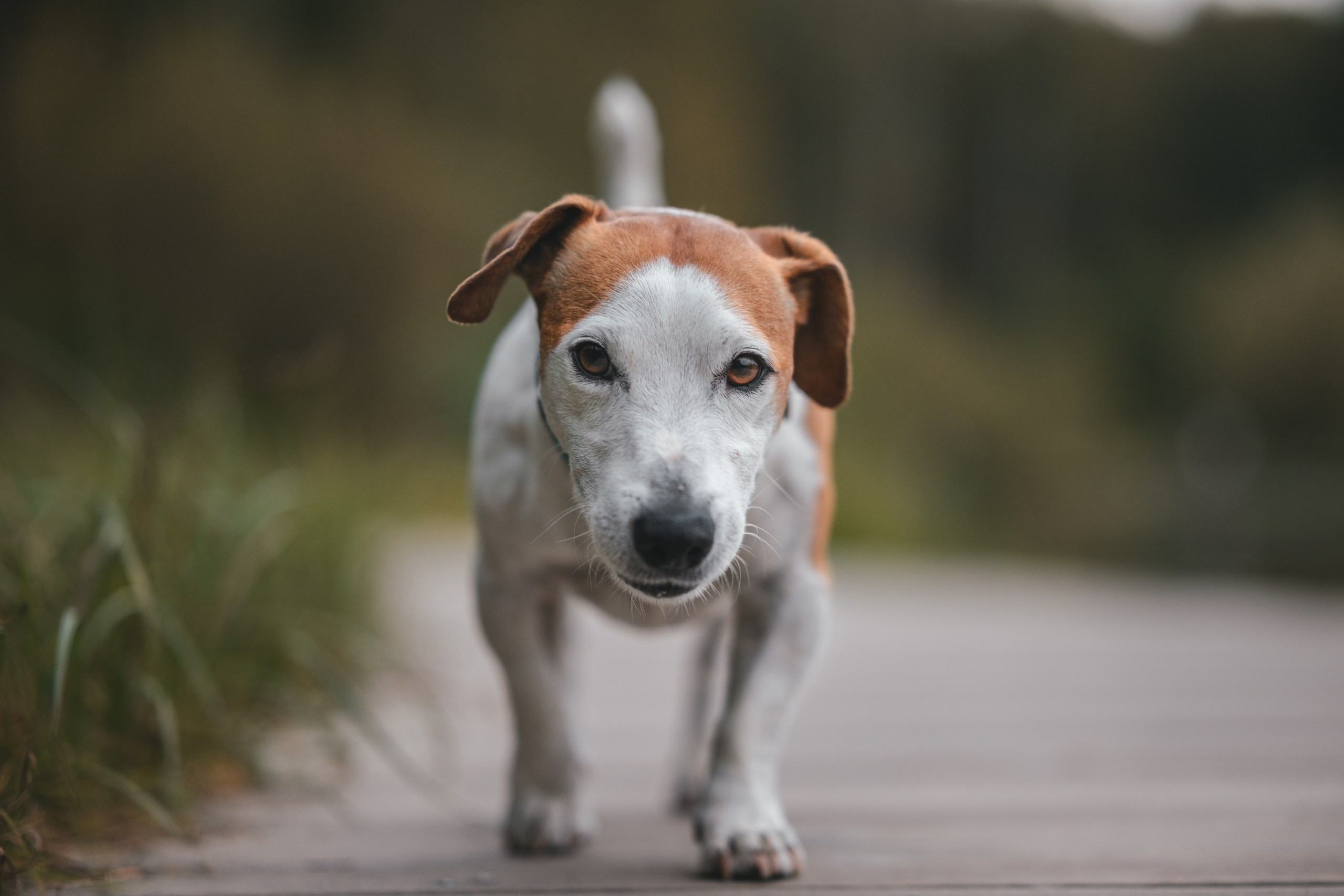 Юлиана и Риф. Фотограф Анималист в Москве Анастасия Жучкова