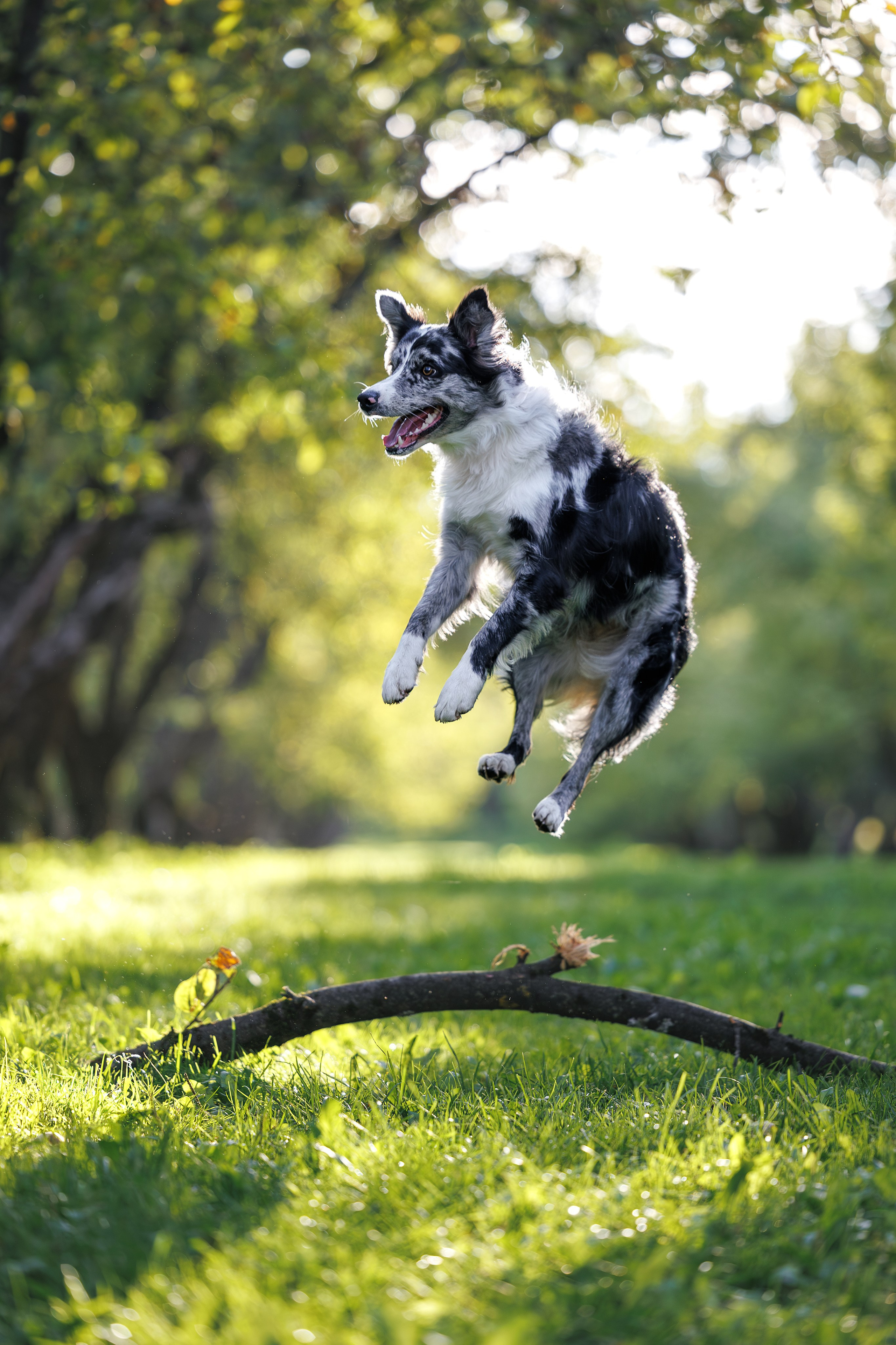 Бордер Колли. Фотограф Анималист в Москве Анастасия Жучкова