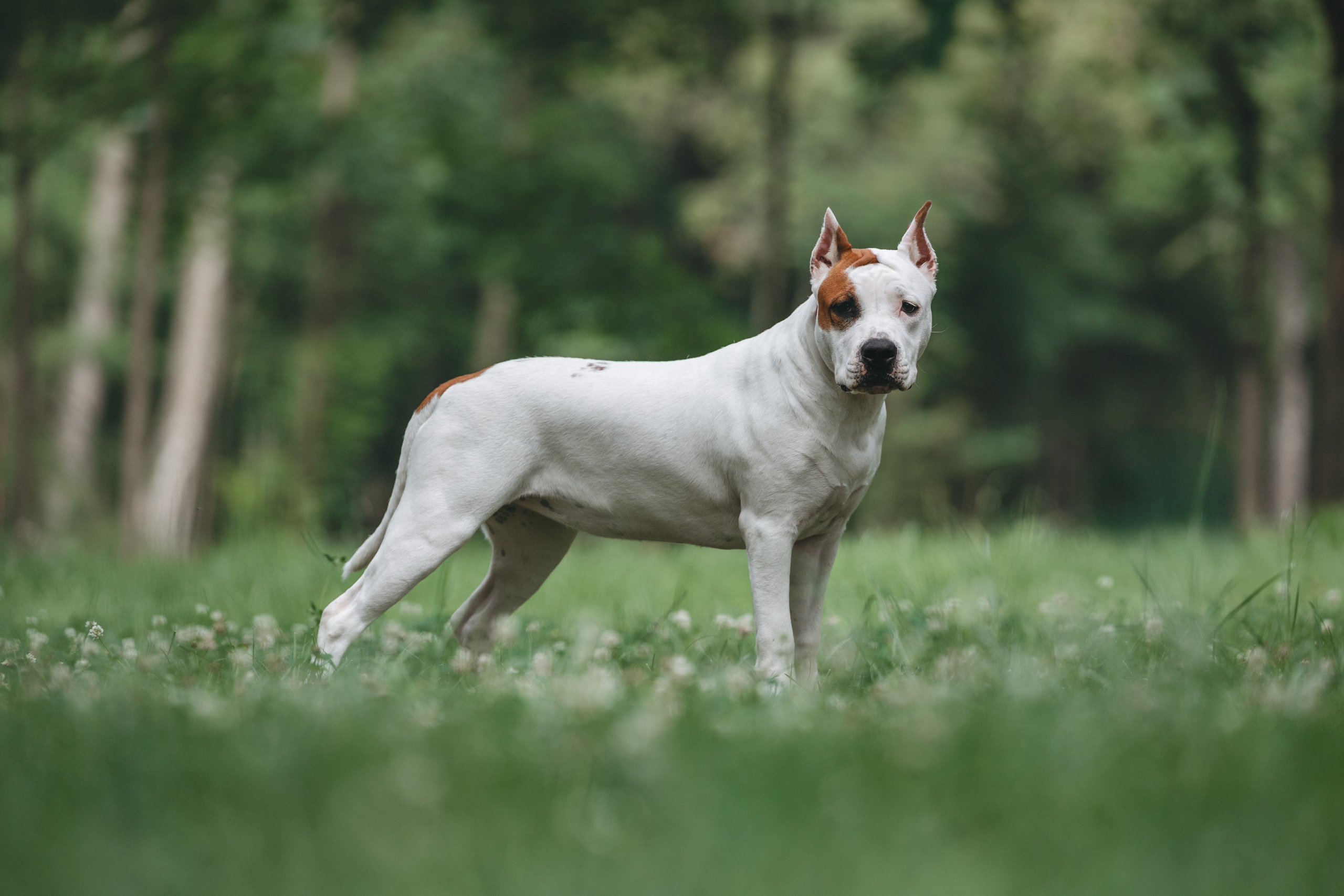 Американский стаффордширский терьер. Фотограф Анималист в Москве Анастасия Жучкова