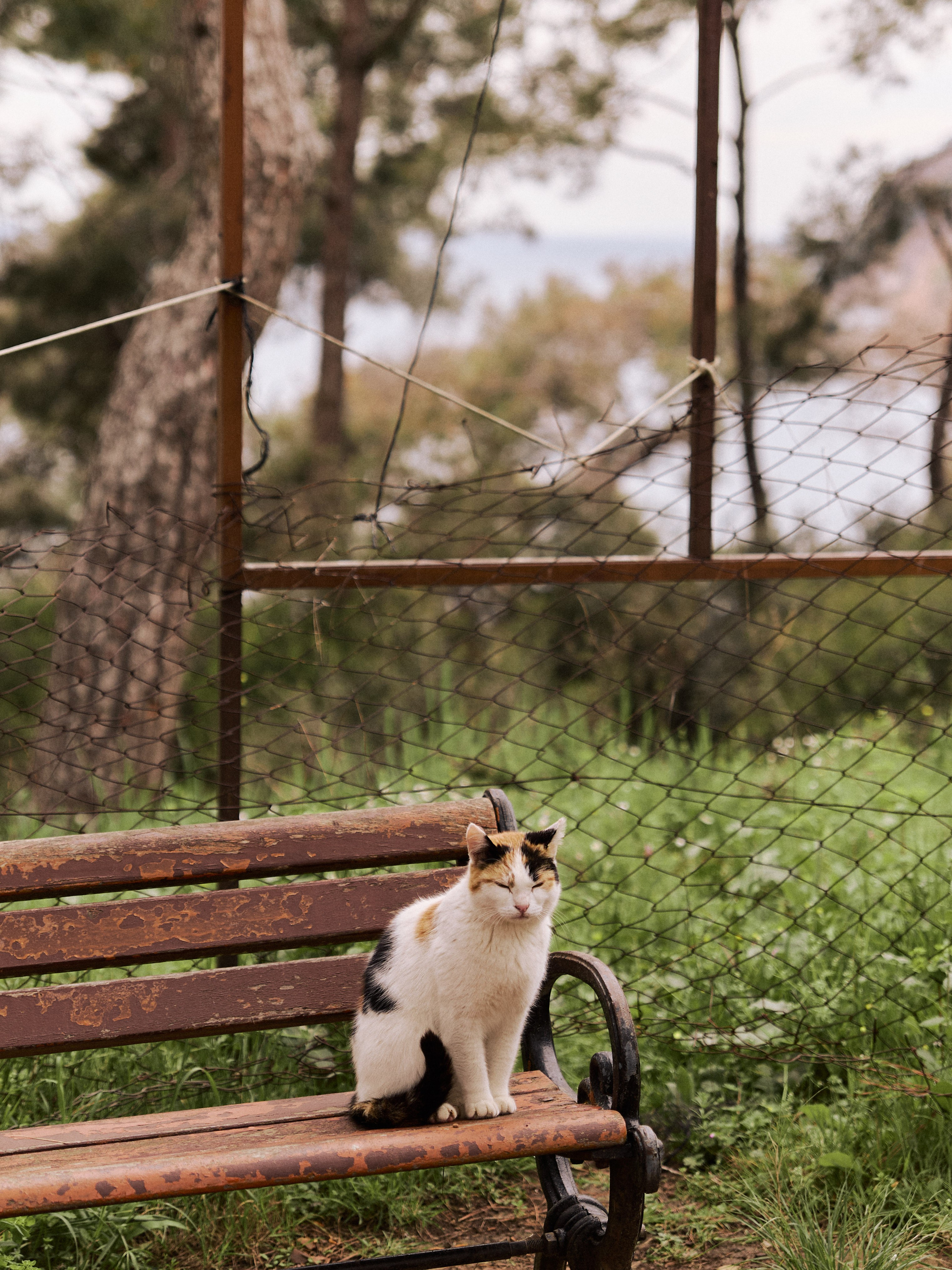 Природа сквозь. Jorgis Talè — photographer, kind person, teacher of arts and other mag