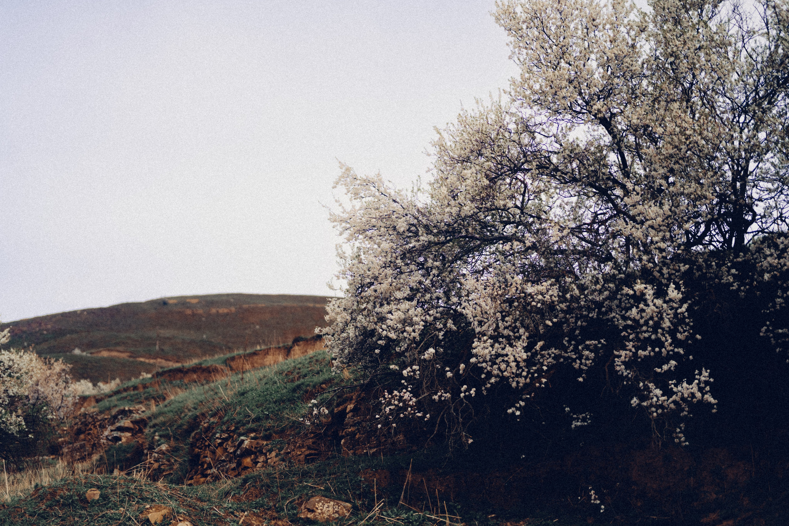 Botanical. Портретный и свадебный фотограф в Москве и Санкт-Петербурге. Учитель фотографии онлайн и оффлайн