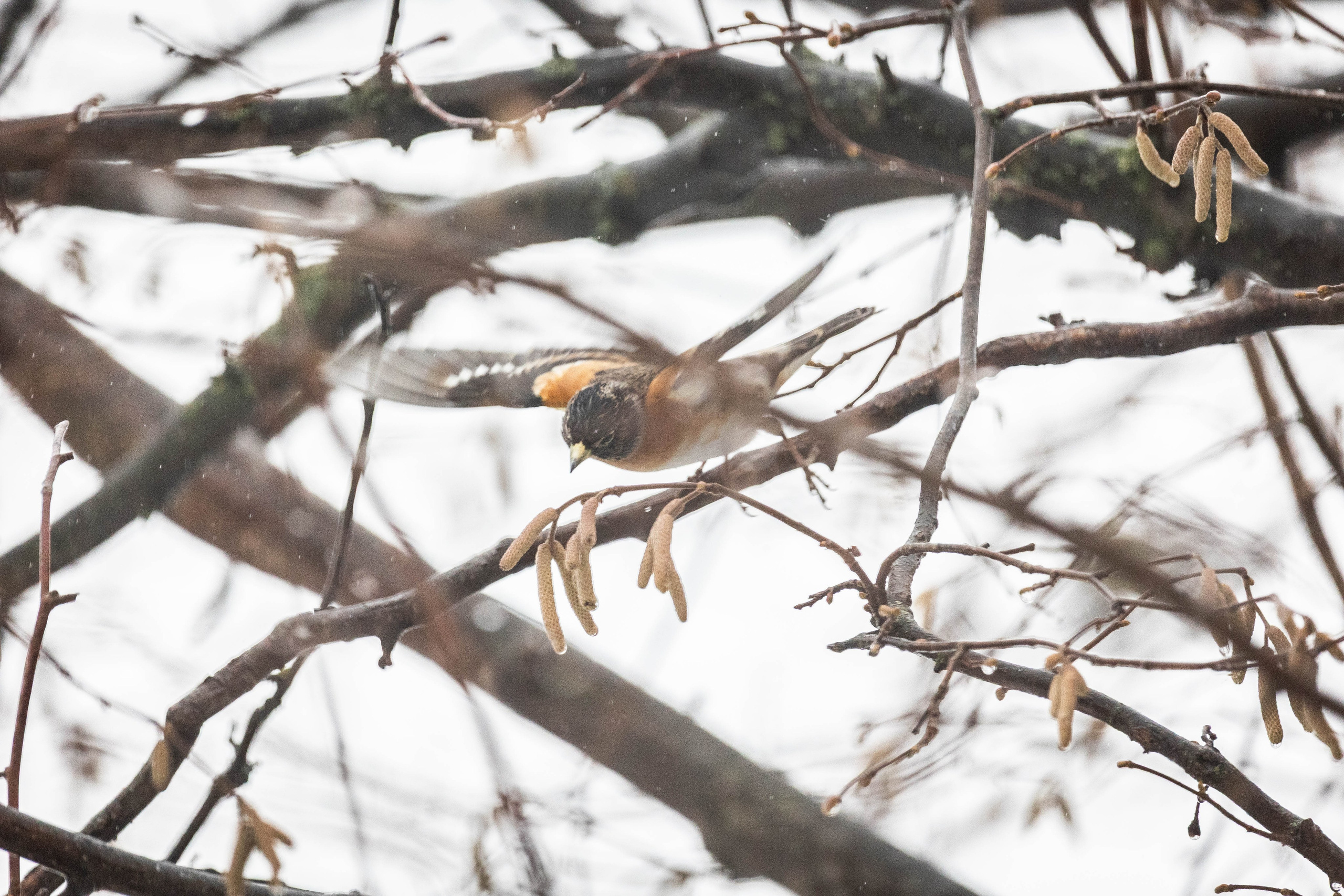 Дикий животный мир. Фотограф-АниМалист Анна Абрамова