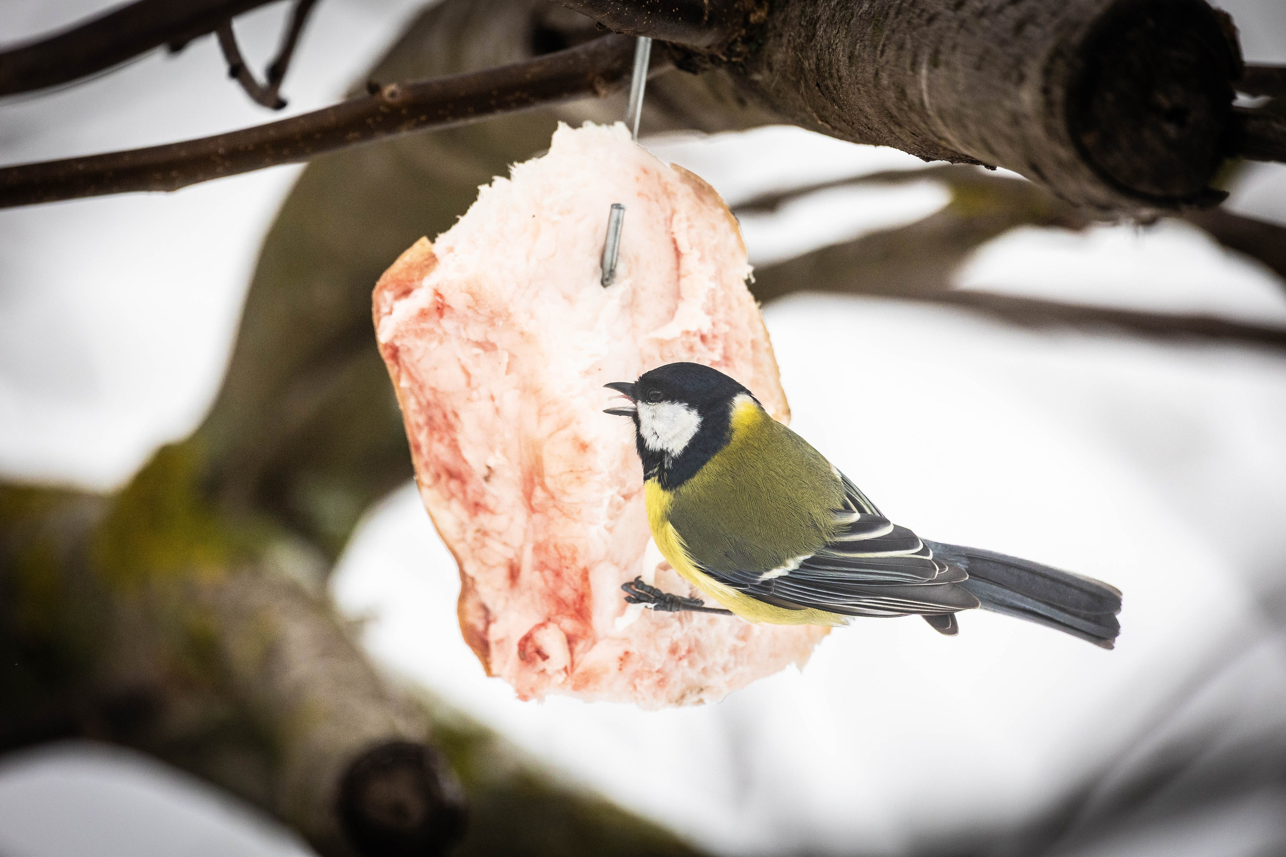 Дикий животный мир. Фотограф-АниМалист Анна Абрамова