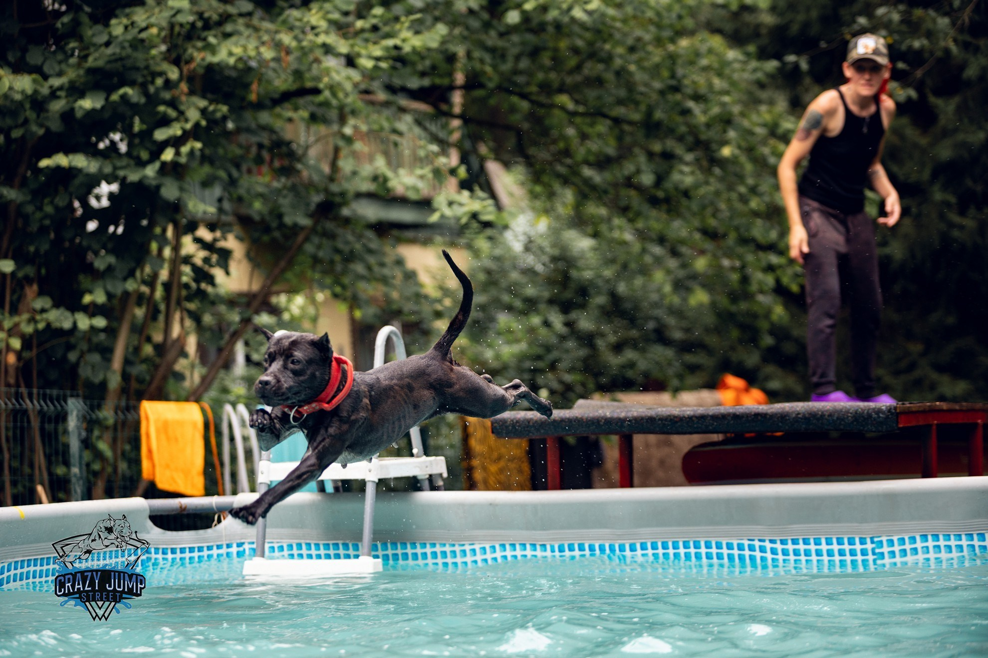 Собаки, спорт, Док дайвинг. Свадебный и репортажный фотограф в Москве и Московской области