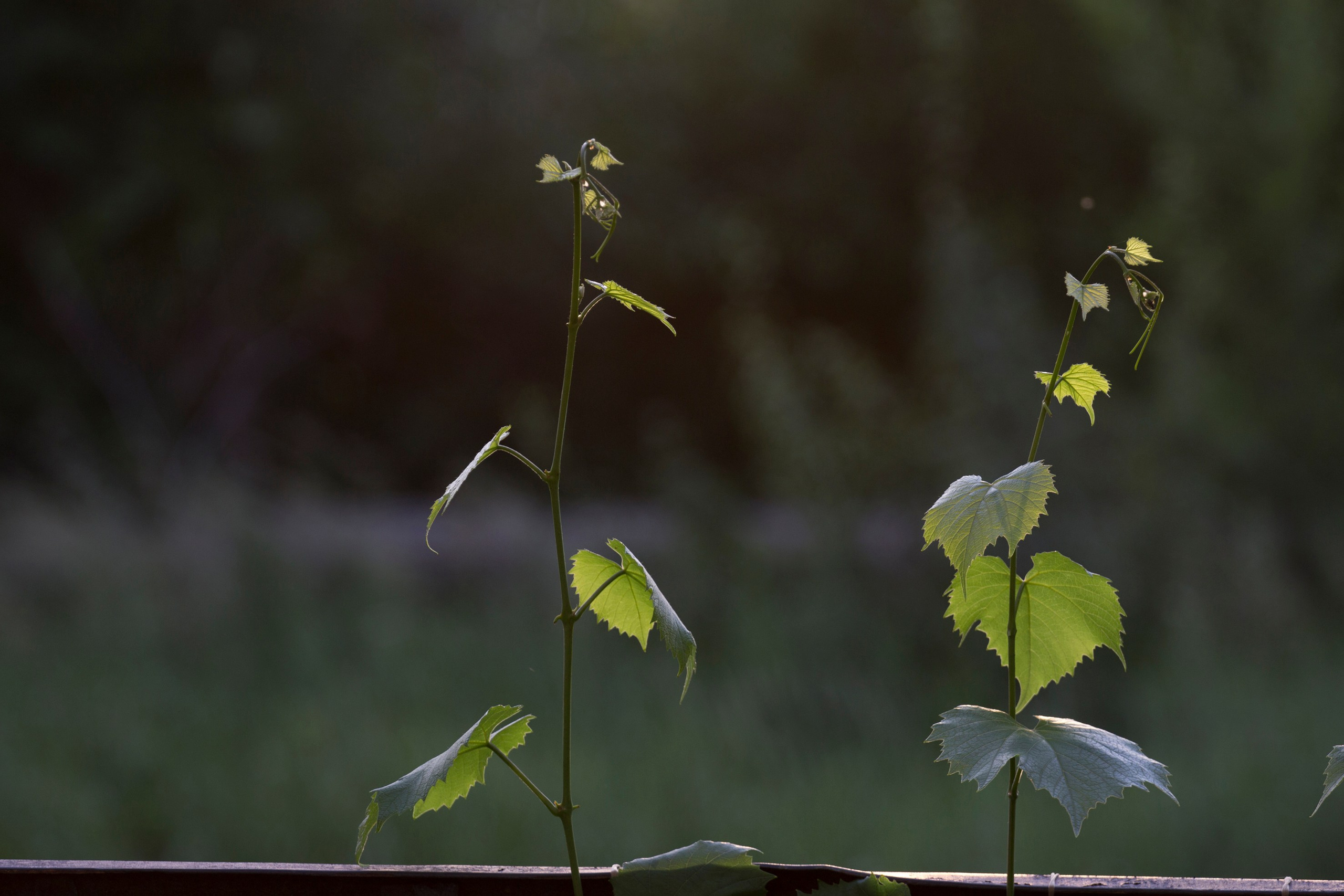 Природа. Команда фотографов Кристины Ивановой