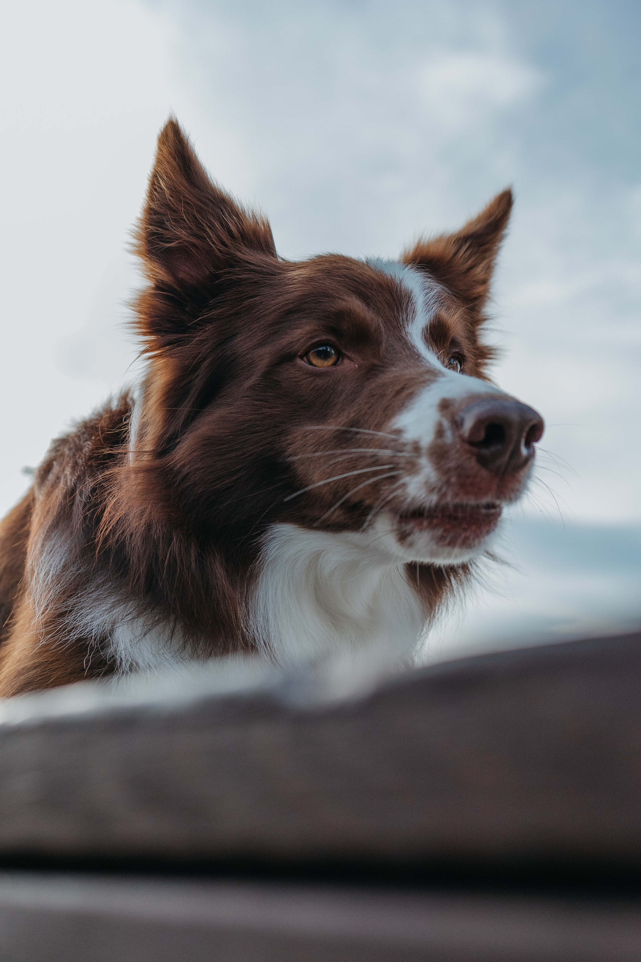 Маша и Тори. Фотограф — анималист Светлана Кысса|фотограф собак в Краснодаре и Нижнем Новгороде