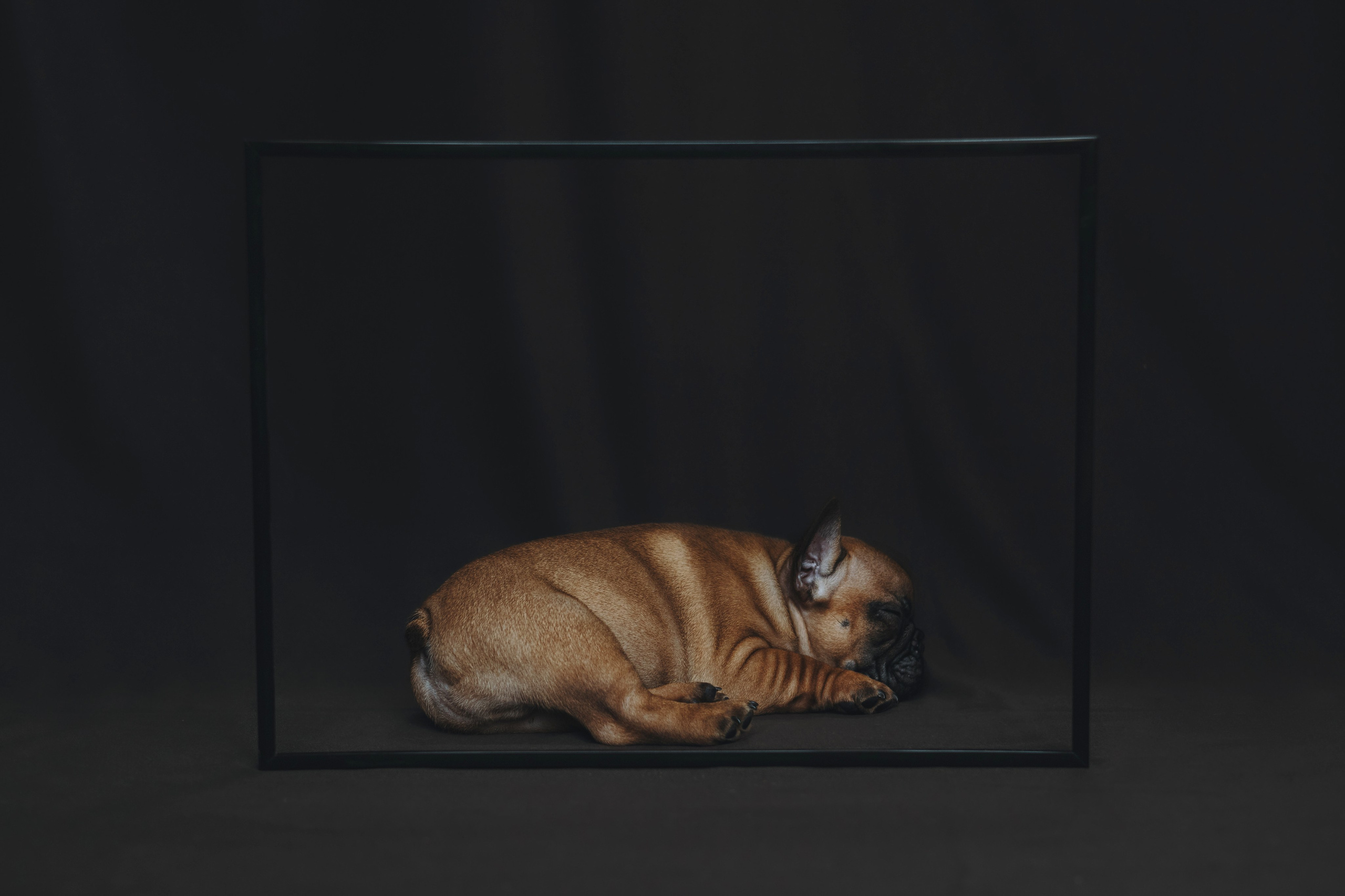 Щеночки. Фотограф — анималист Владивосток, Алина