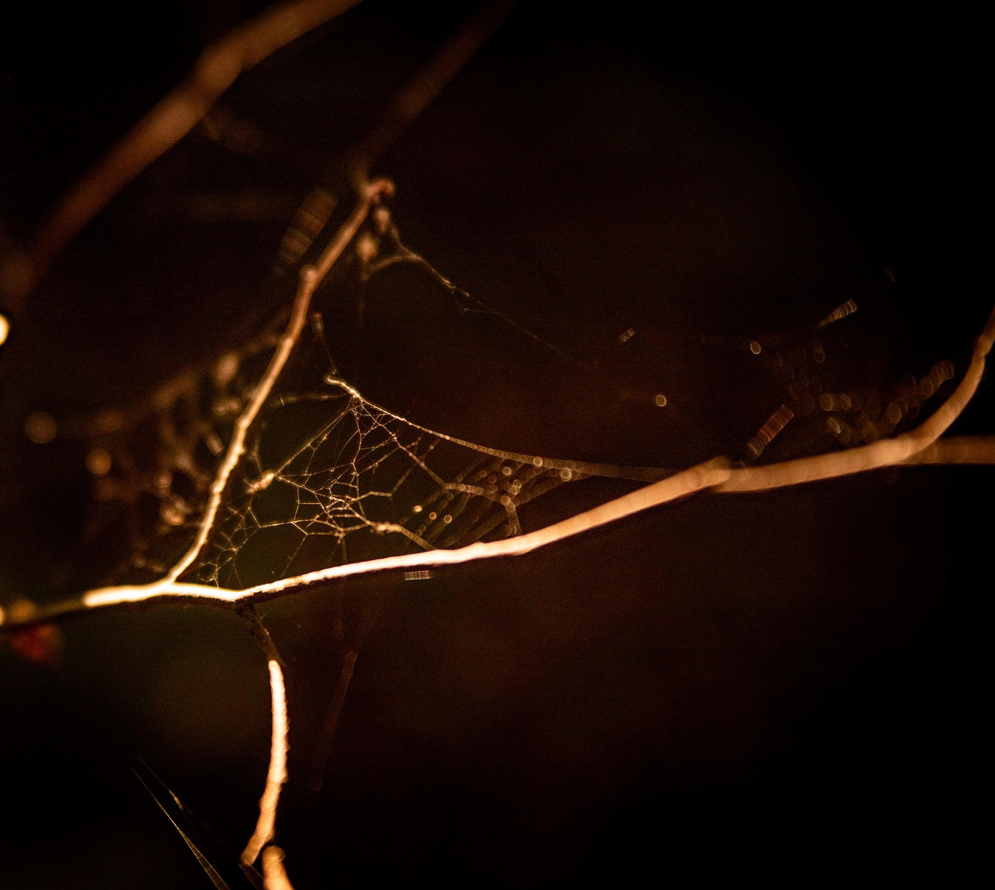 Goblincore, природа, фэнтези, нечисть, лес, гоблинкор, эльфы, фотосессии, костюмированные