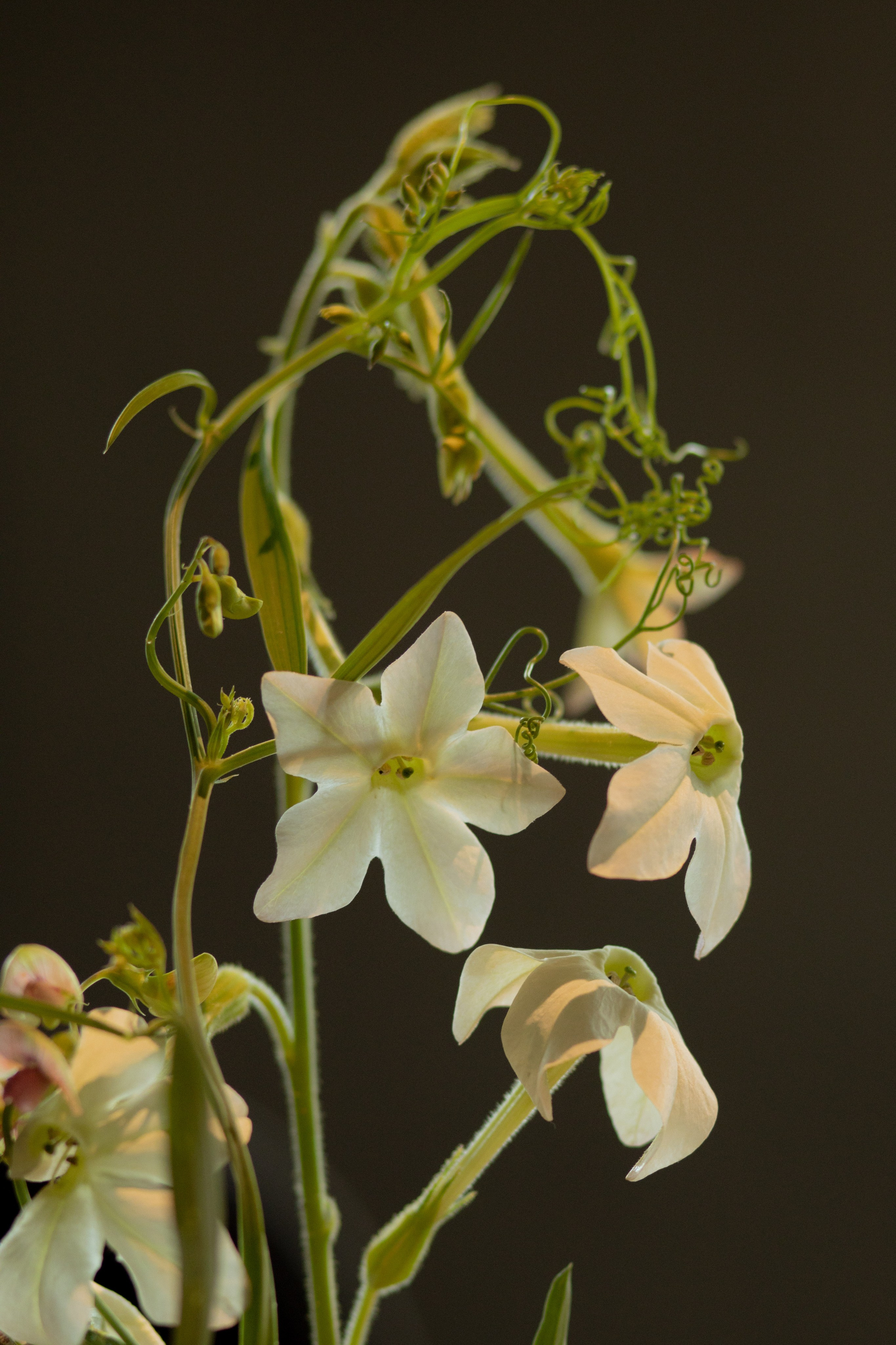 Алина & Николай. Оформление свадеб, декор свадеб Вера Маркова, Москва