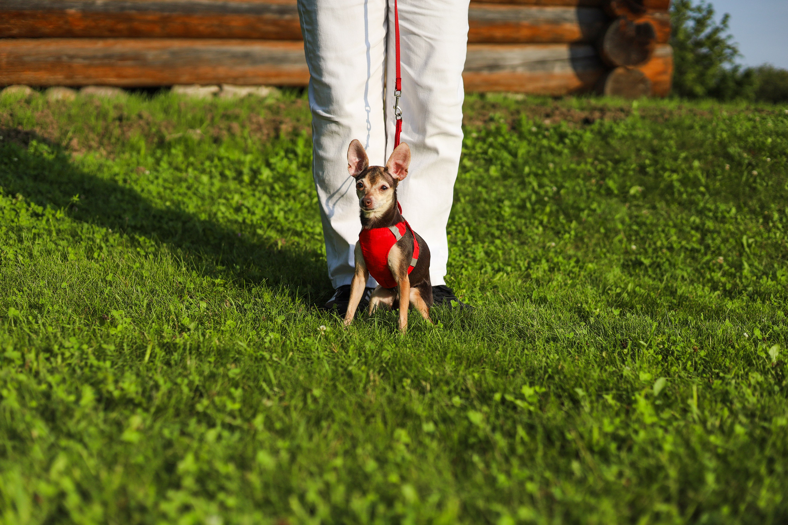 Белла и Марина. Фотограф-анималист Ксения Шевцова|Москва
