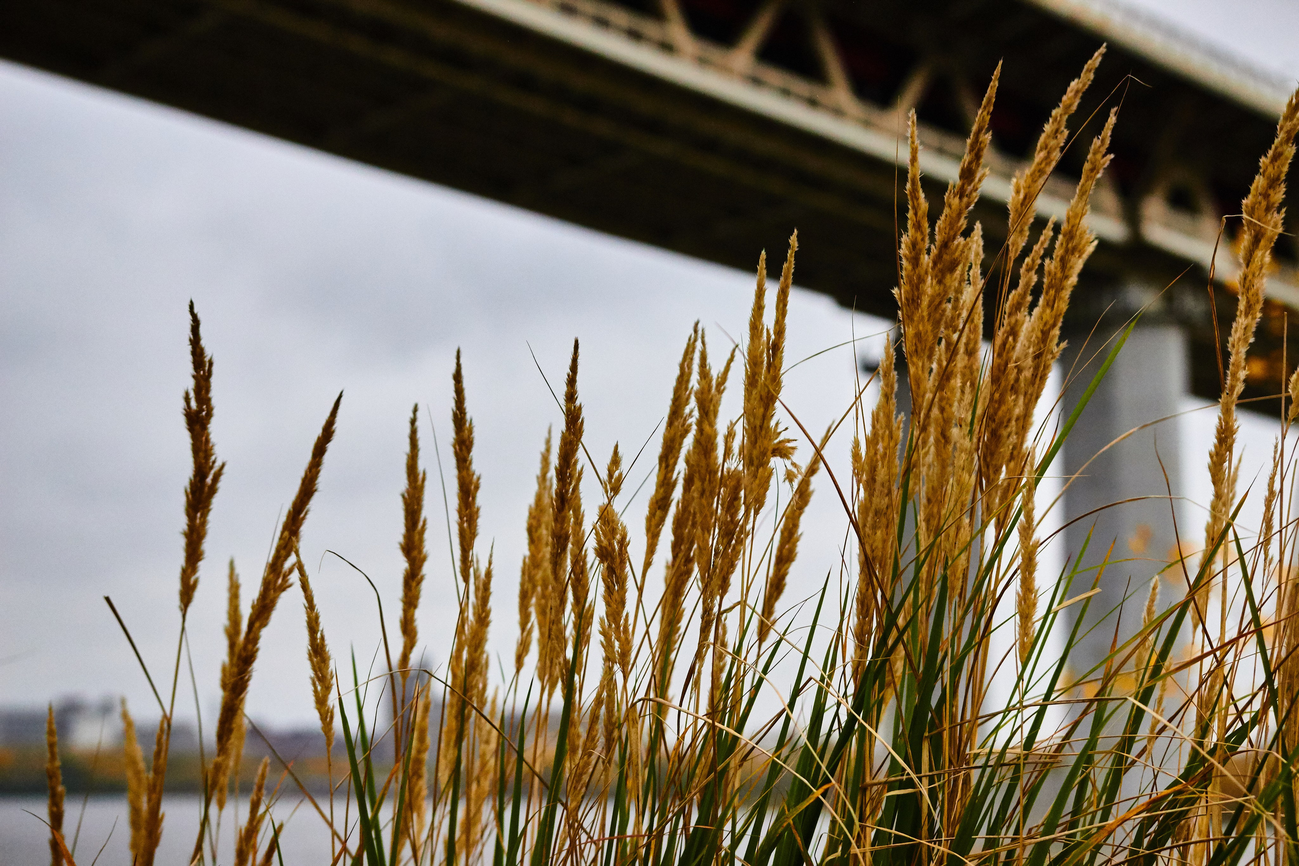 Прогулки. Фотограф Телегина Светлана
