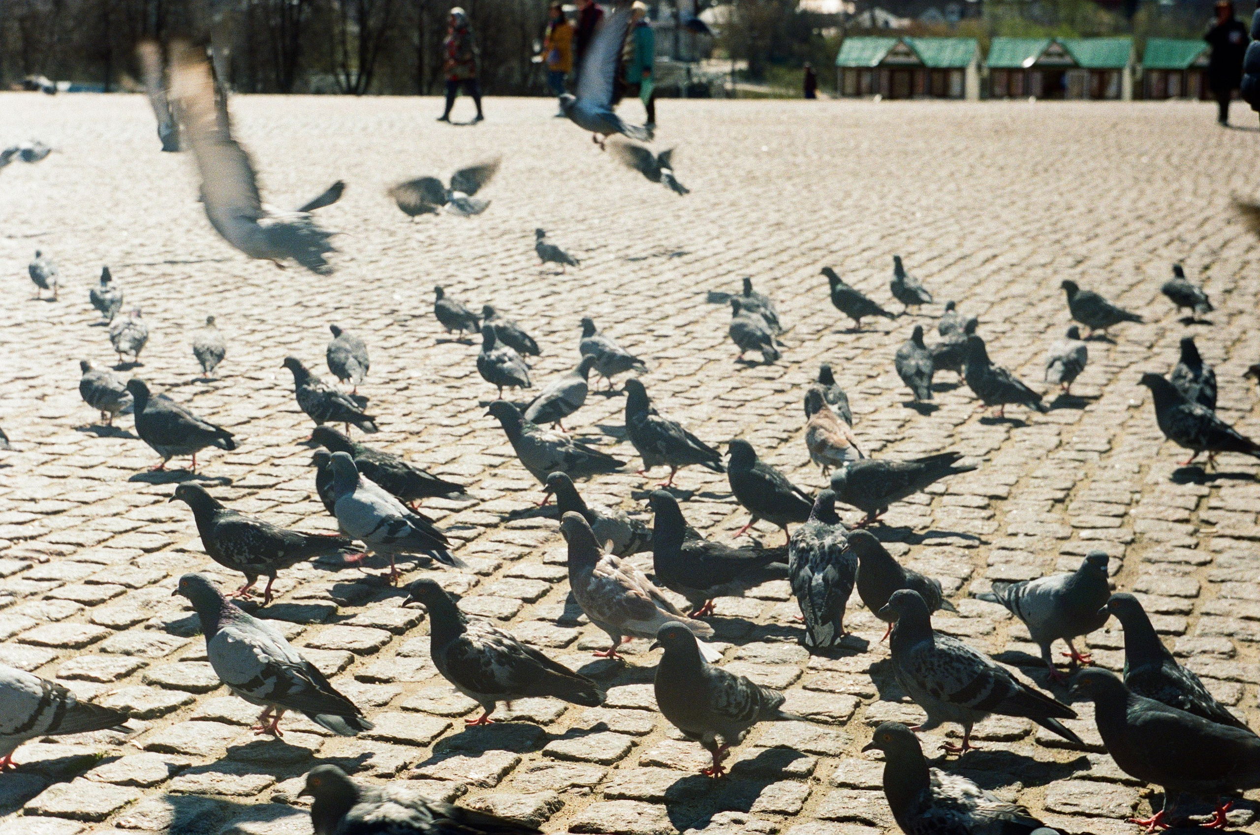 Пленка. Фотограф в Москве Наталья Новикова
