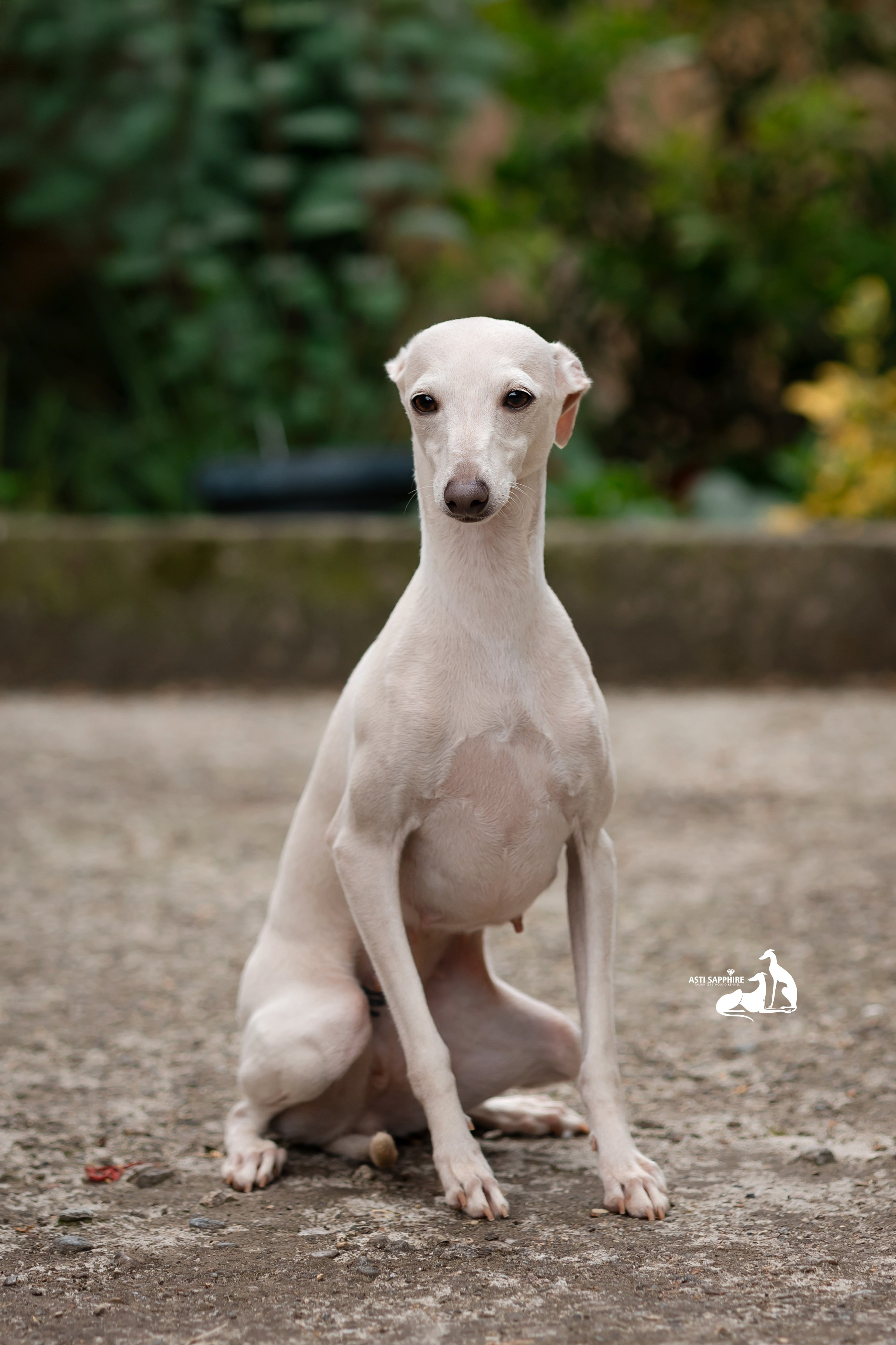 Asti Sapphire Yaasiina Laysan Cerulian. Professional Italian Greyhound Kennel RKF/FCI ASTI SAPPHIRE 💎 Sochi|St. Petersburg