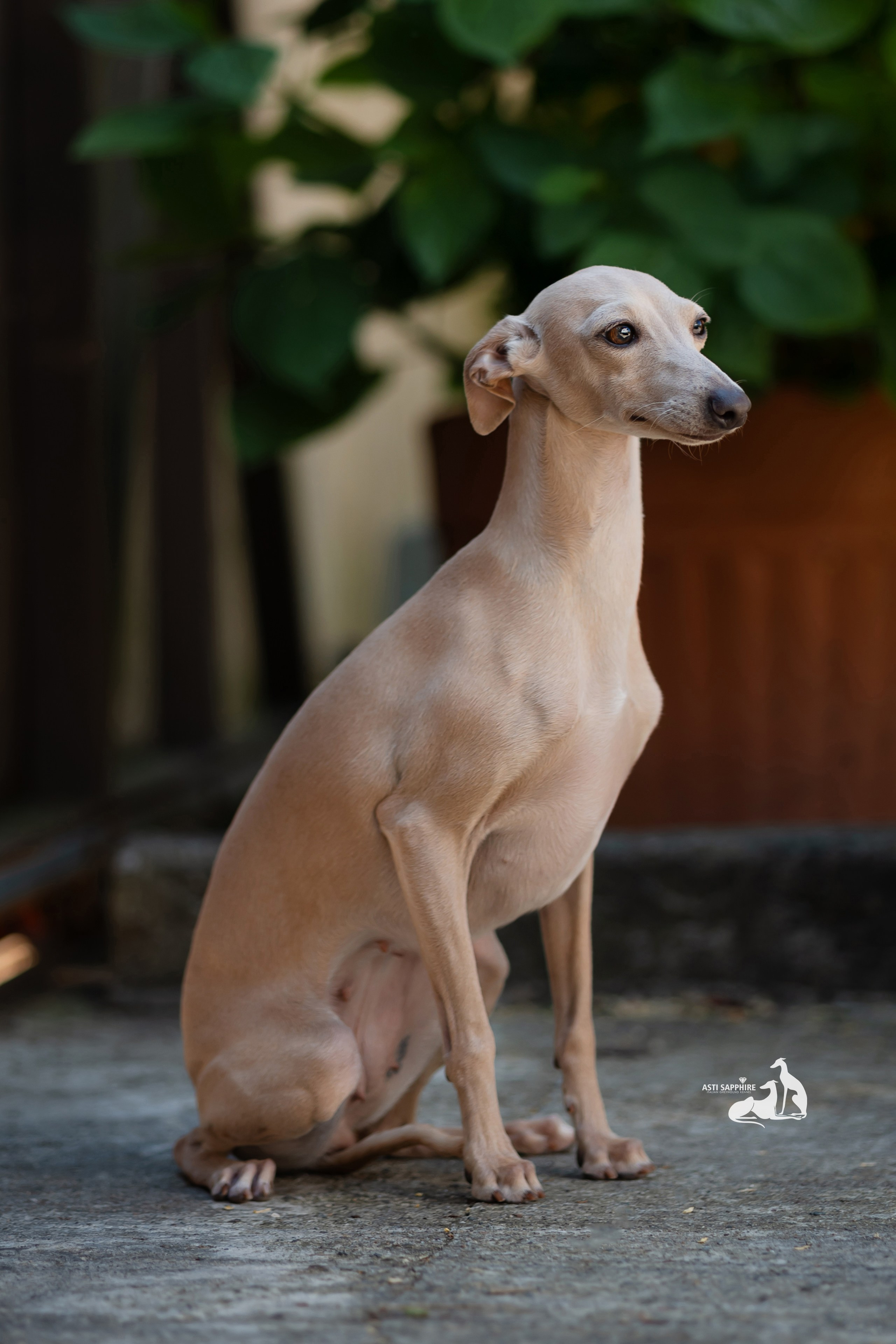 Asti Sapphire Adriana. Professional Italian Greyhound Kennel RKF/FCI ASTI SAPPHIRE 💎 Sochi|St. Petersburg