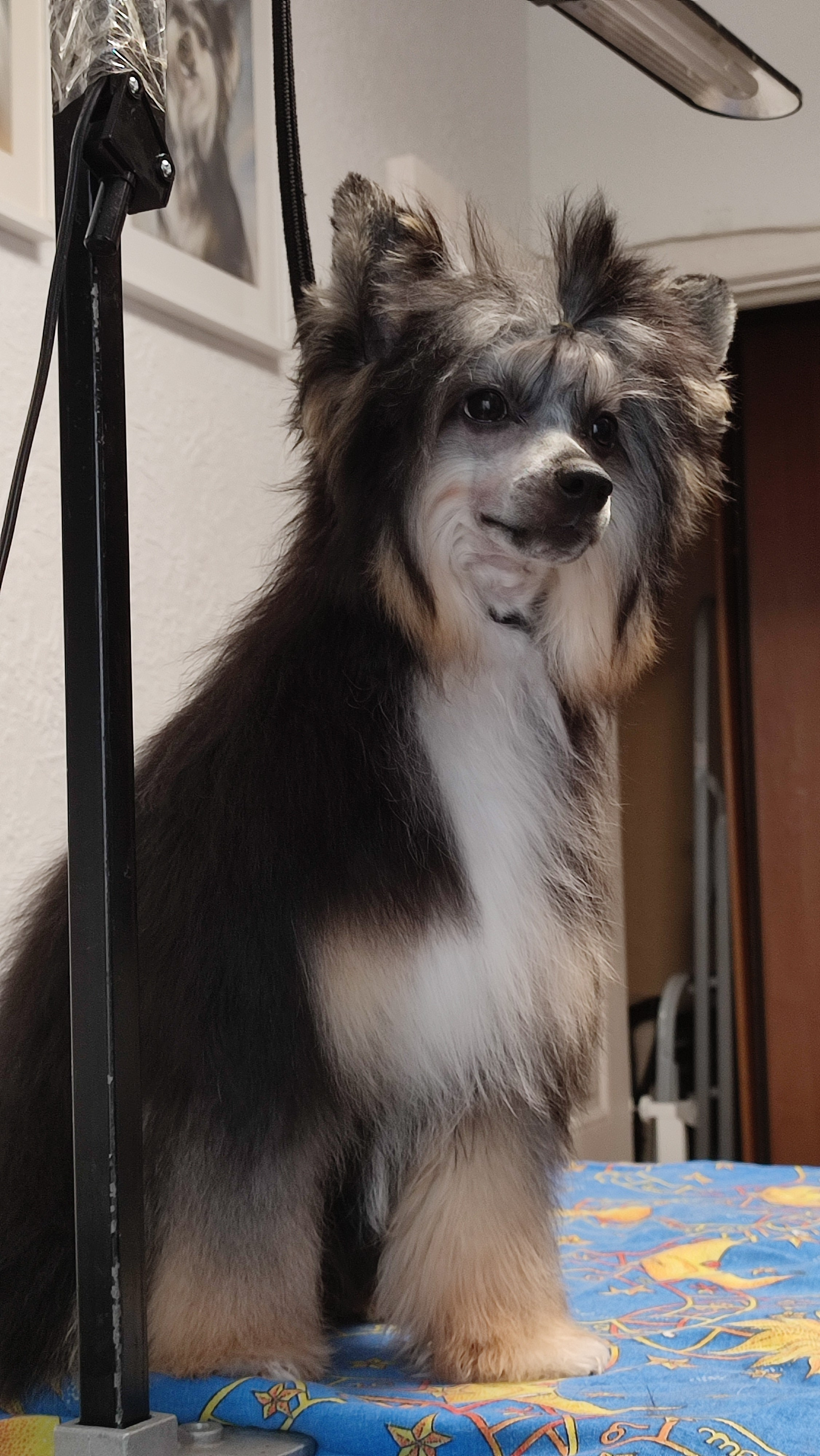 Нашей красавице Грэйсюше 7 месяцев. Питомник китайских хохлатых собак Poale Ell: купить щенка