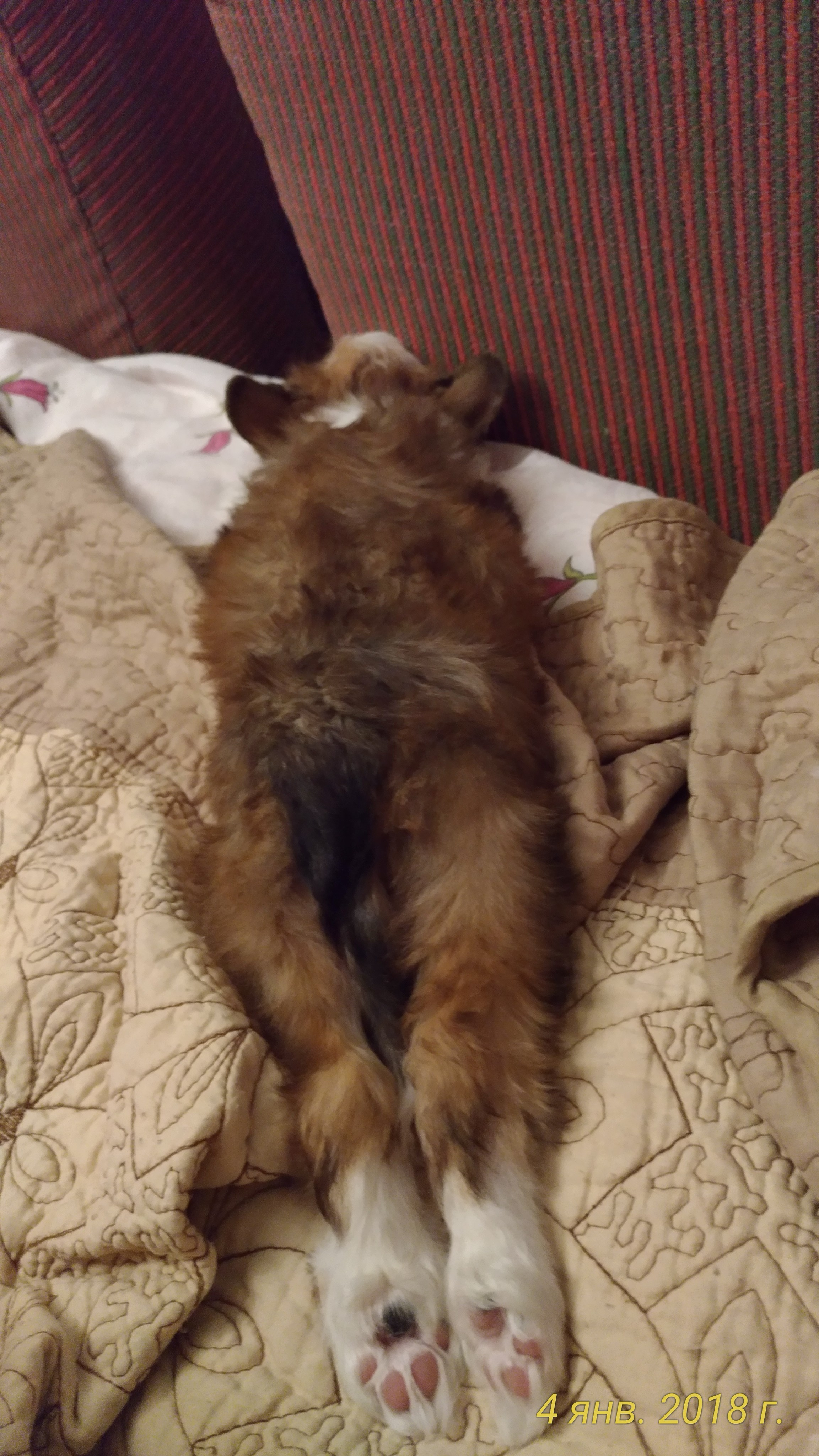 Poale Ell Bell. Chinese Crested Dog Kennel Poale Ell