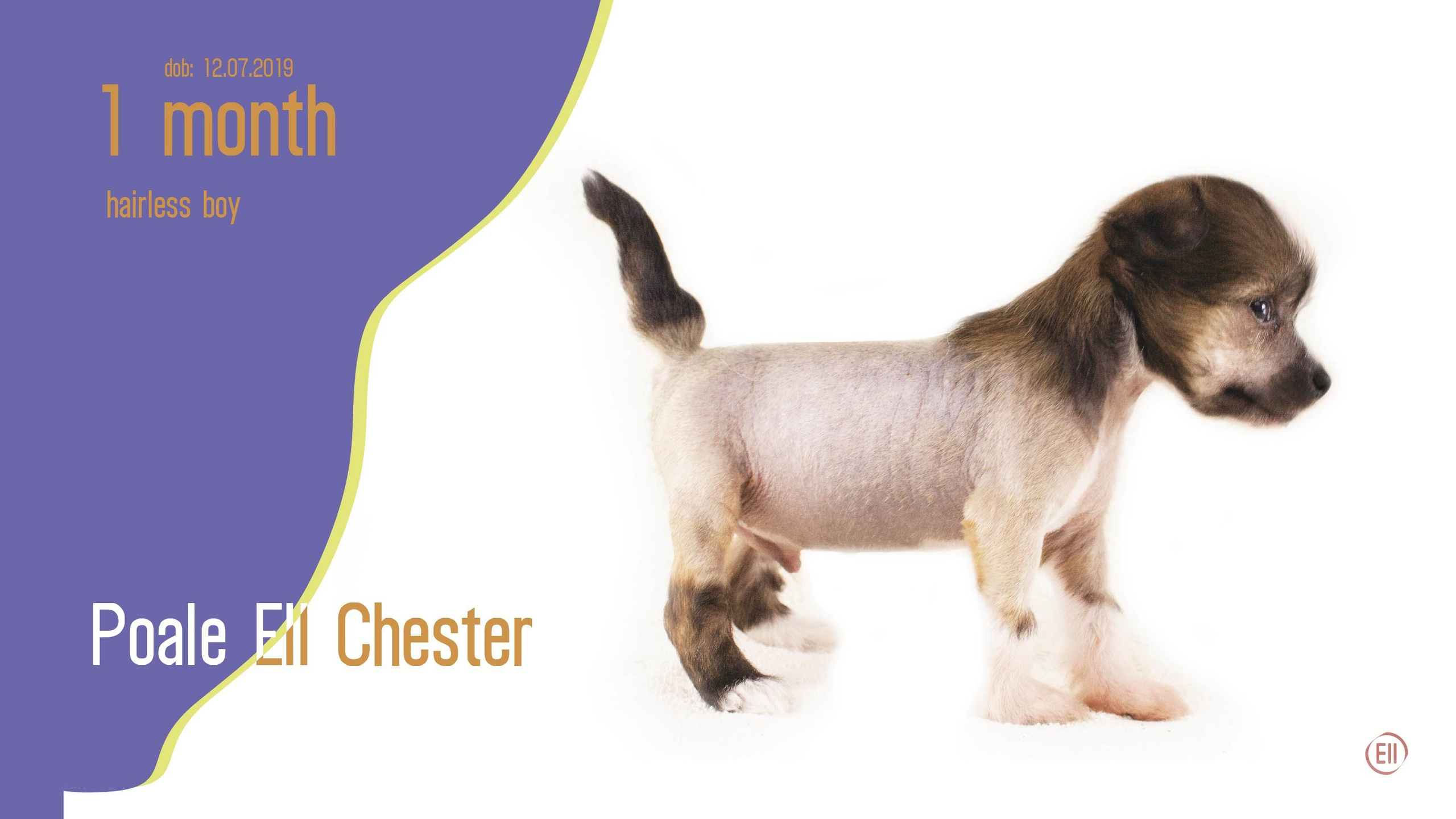 Litter C. Chinese Crested Dog Kennel Poale Ell