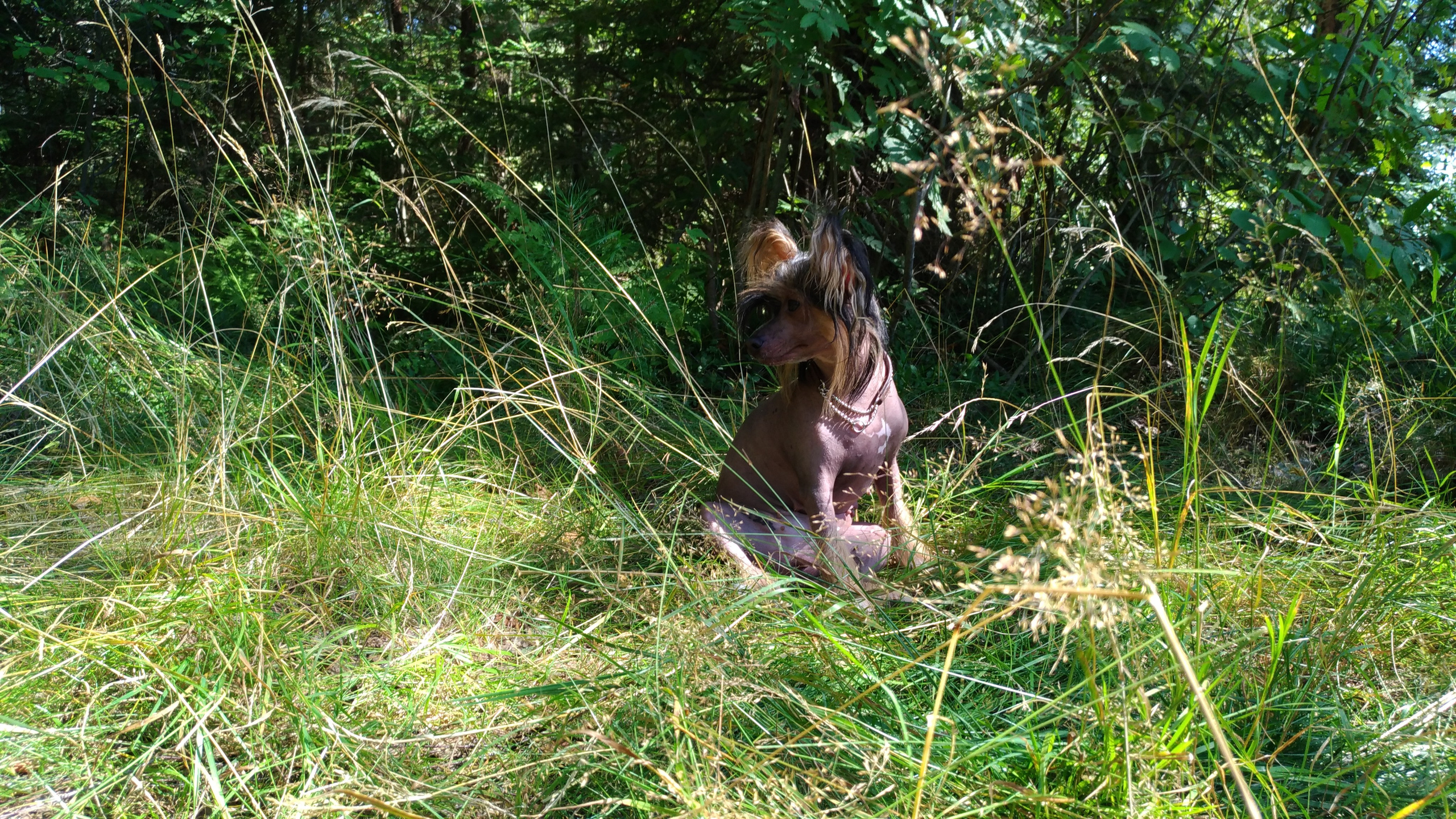 Hike to Konakovo. Poale Ell Chinese Crested Dog Kennel: Buy a puppy from the kennel