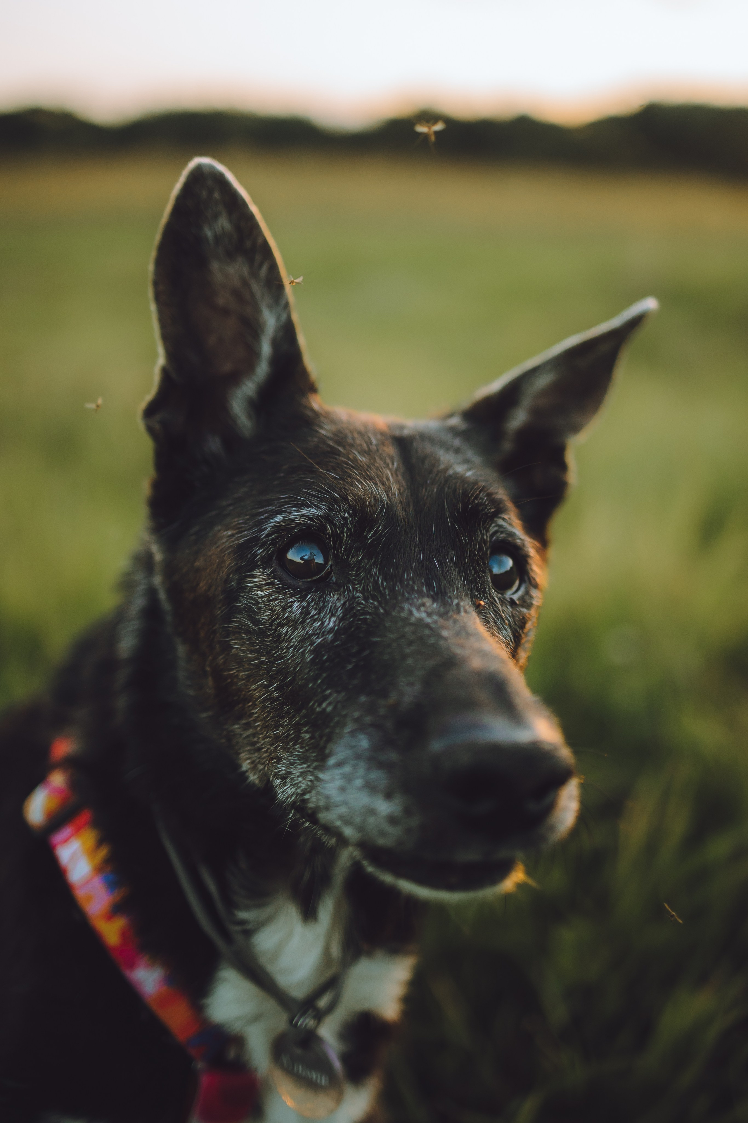 Выездной дог-тренинг от школы «Шерсть имею», Тованово