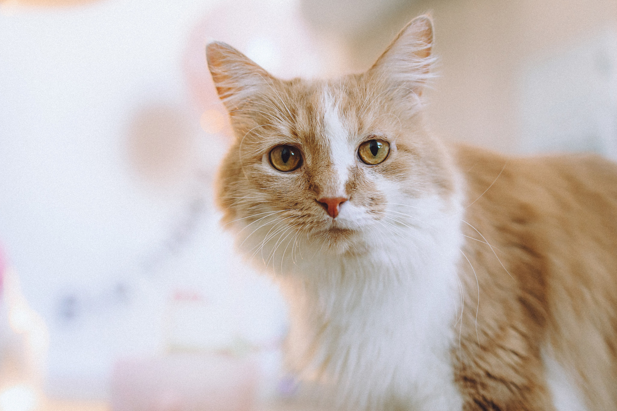 День Рождения Шу