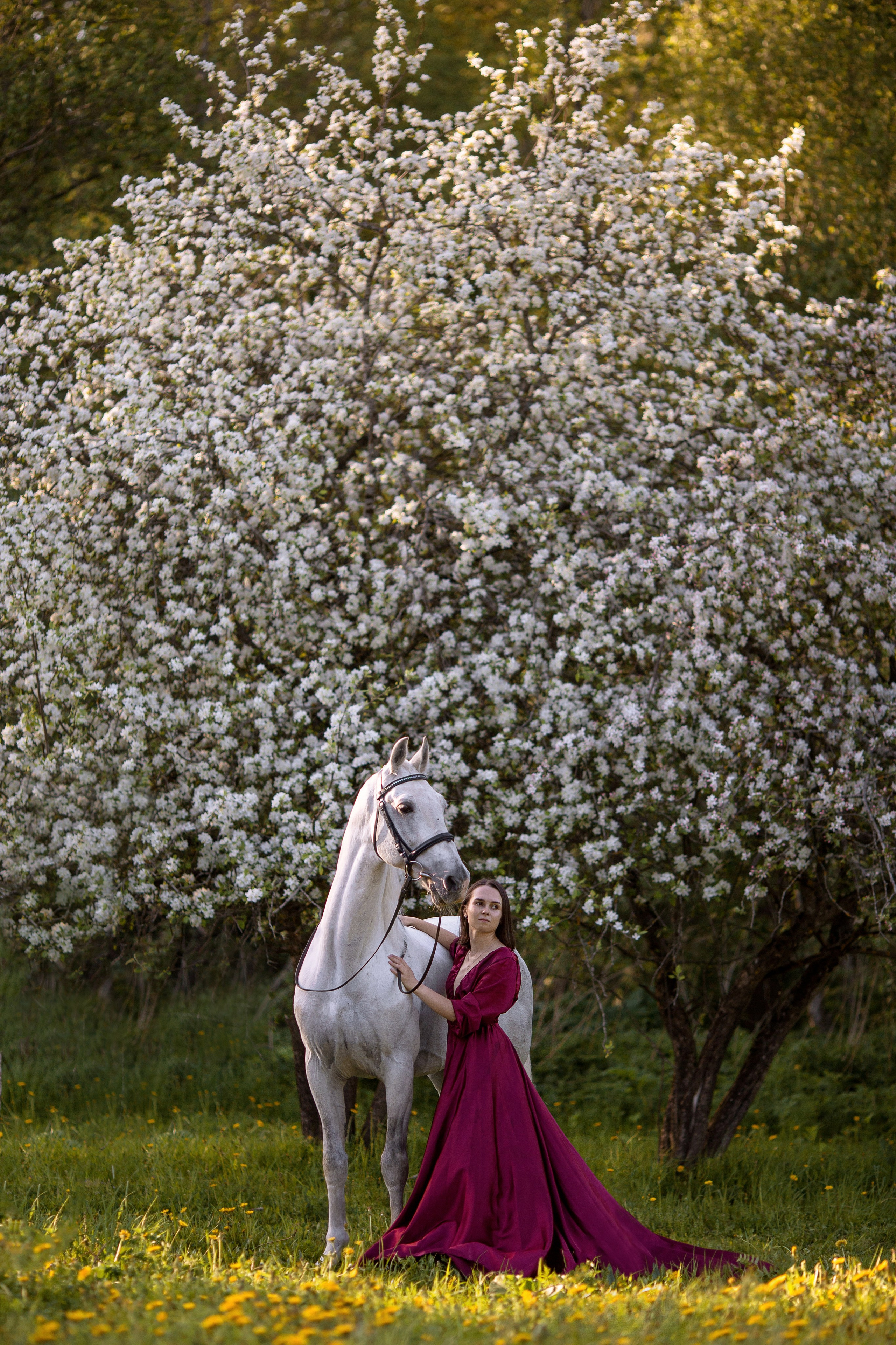 Фотосессия в цветущей яблоне с лошадью