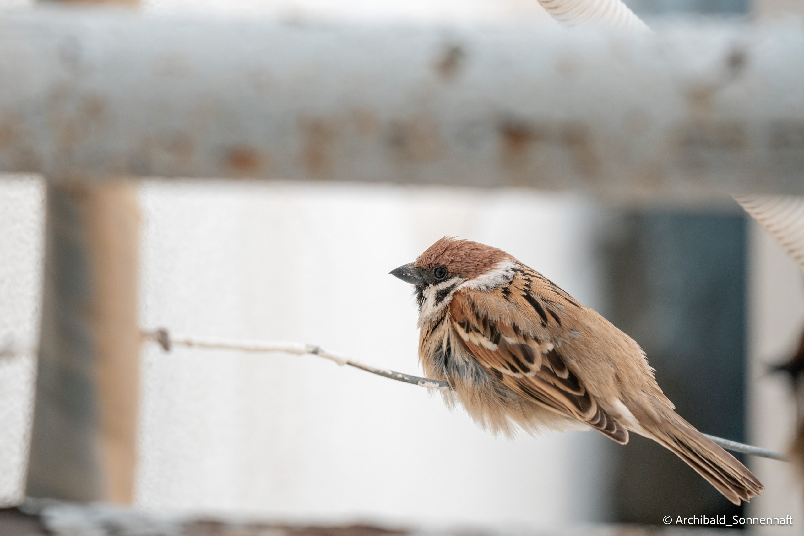 Balcony sparrows. Photographer in Guangzhou, China. Archibald Sonnenhaft