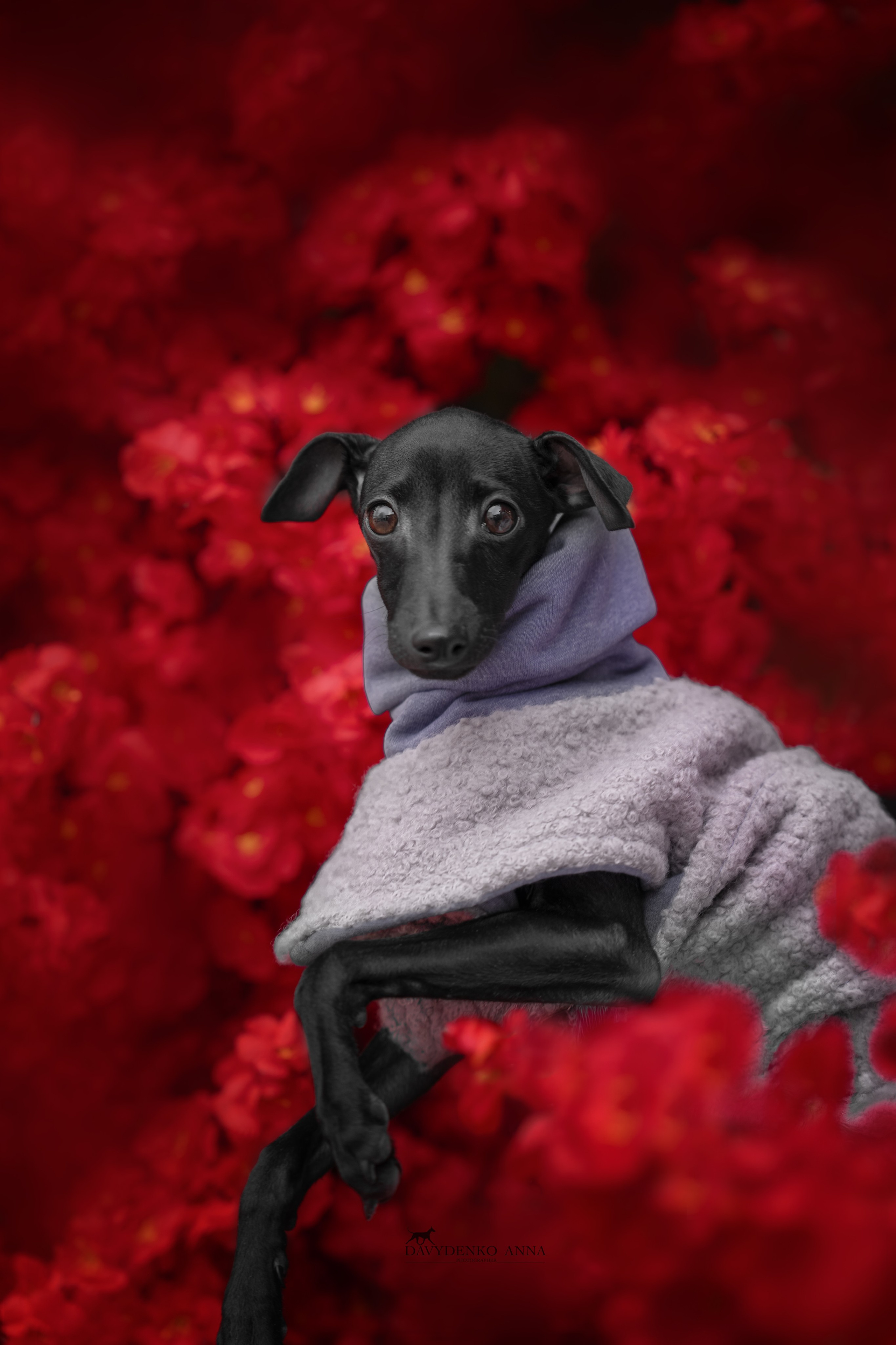 фотосессия собак краснодар фотосессия собак краснодар 