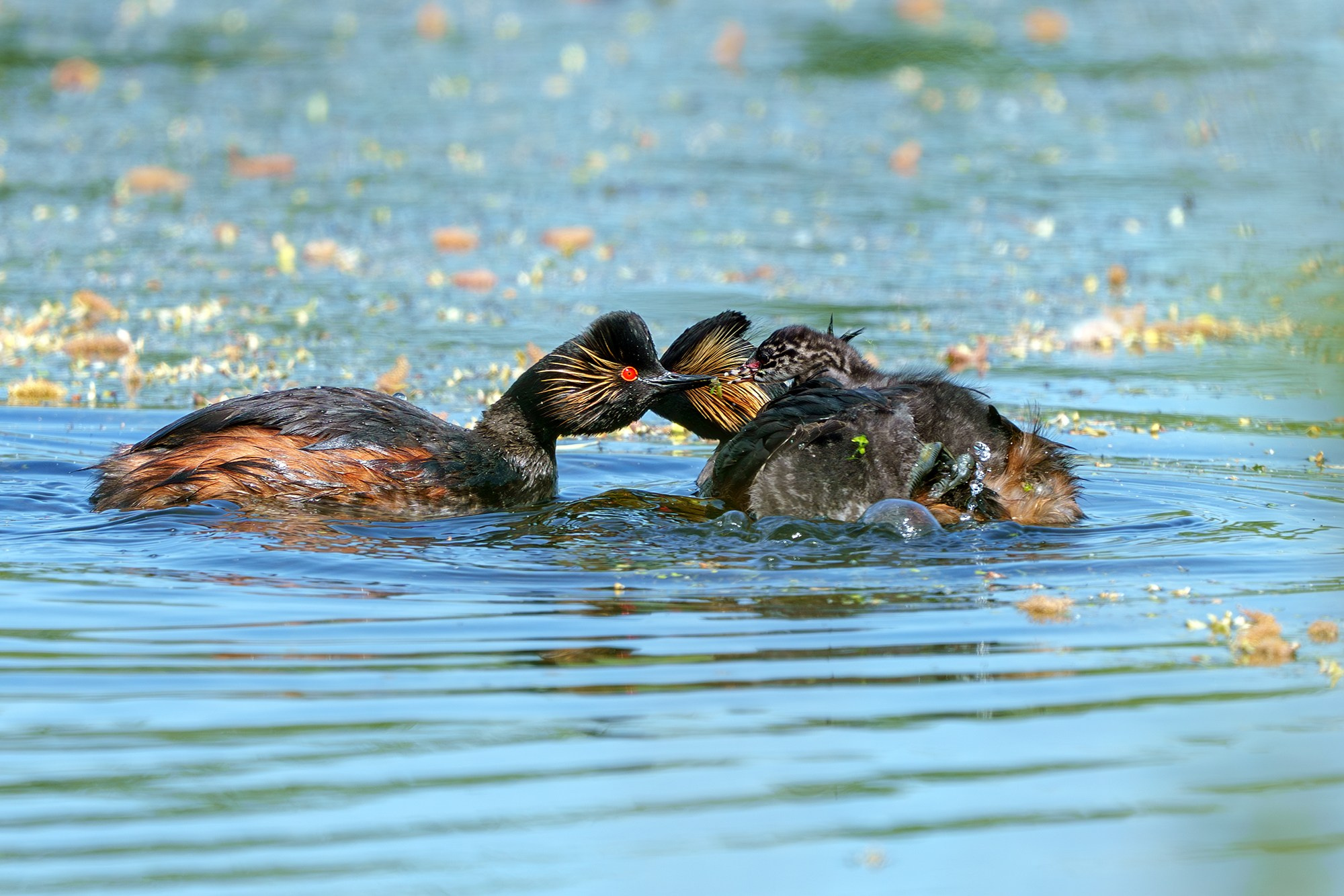 Удивительные мир птиц. Вокруг нас столько прекрасного — присмотритесь!. Ваш личный фотограф Марина Волкова
