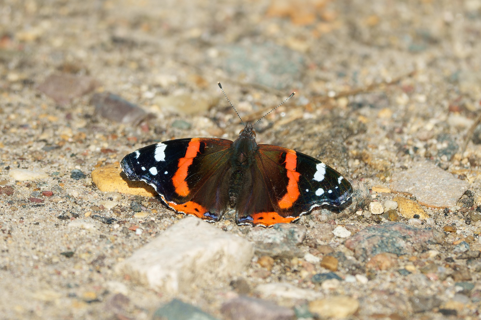 Макросъёмка. Ваш личный фотограф Марина Волкова