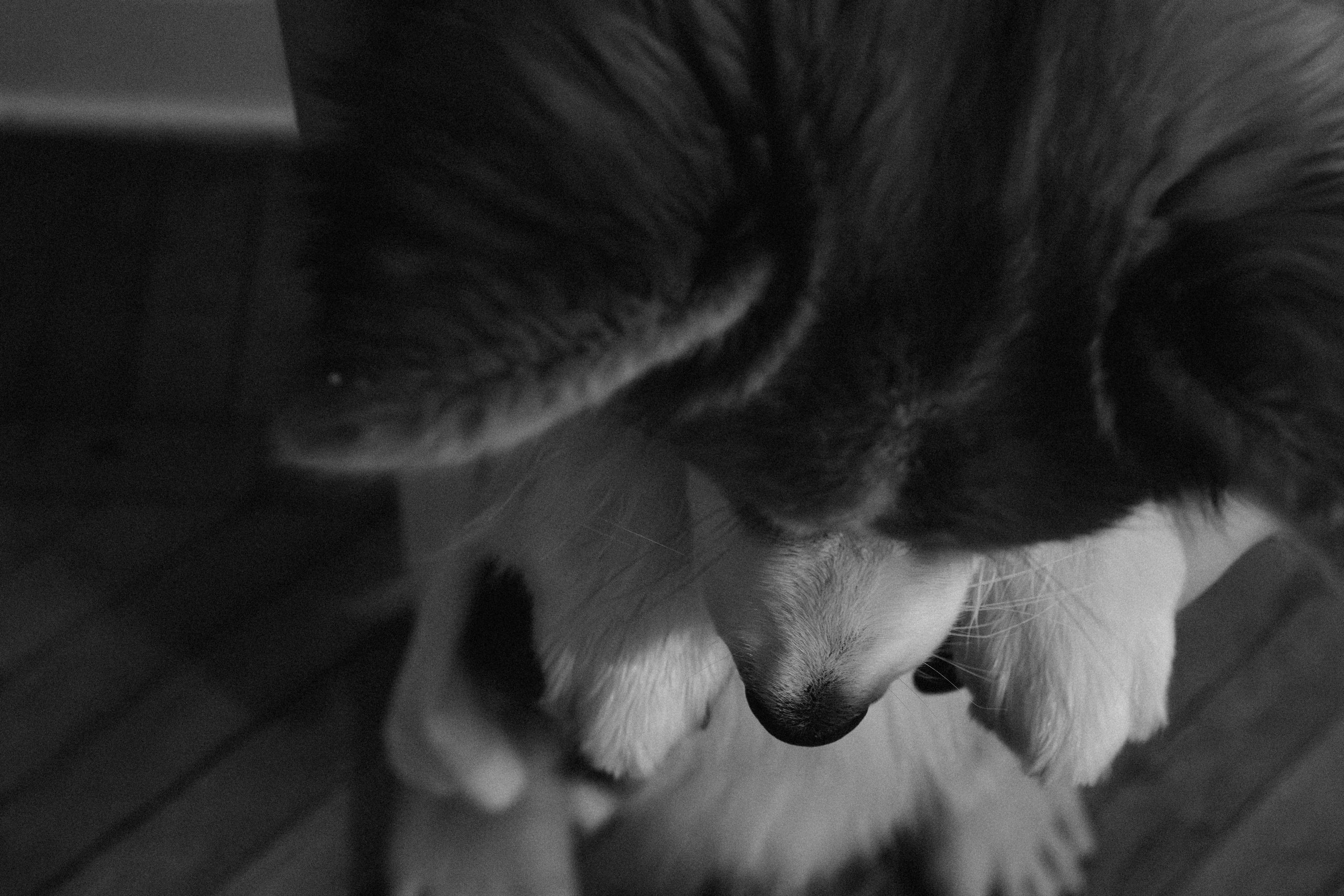 Мишель и Влада. Фотораф — анималист Мария Шистка