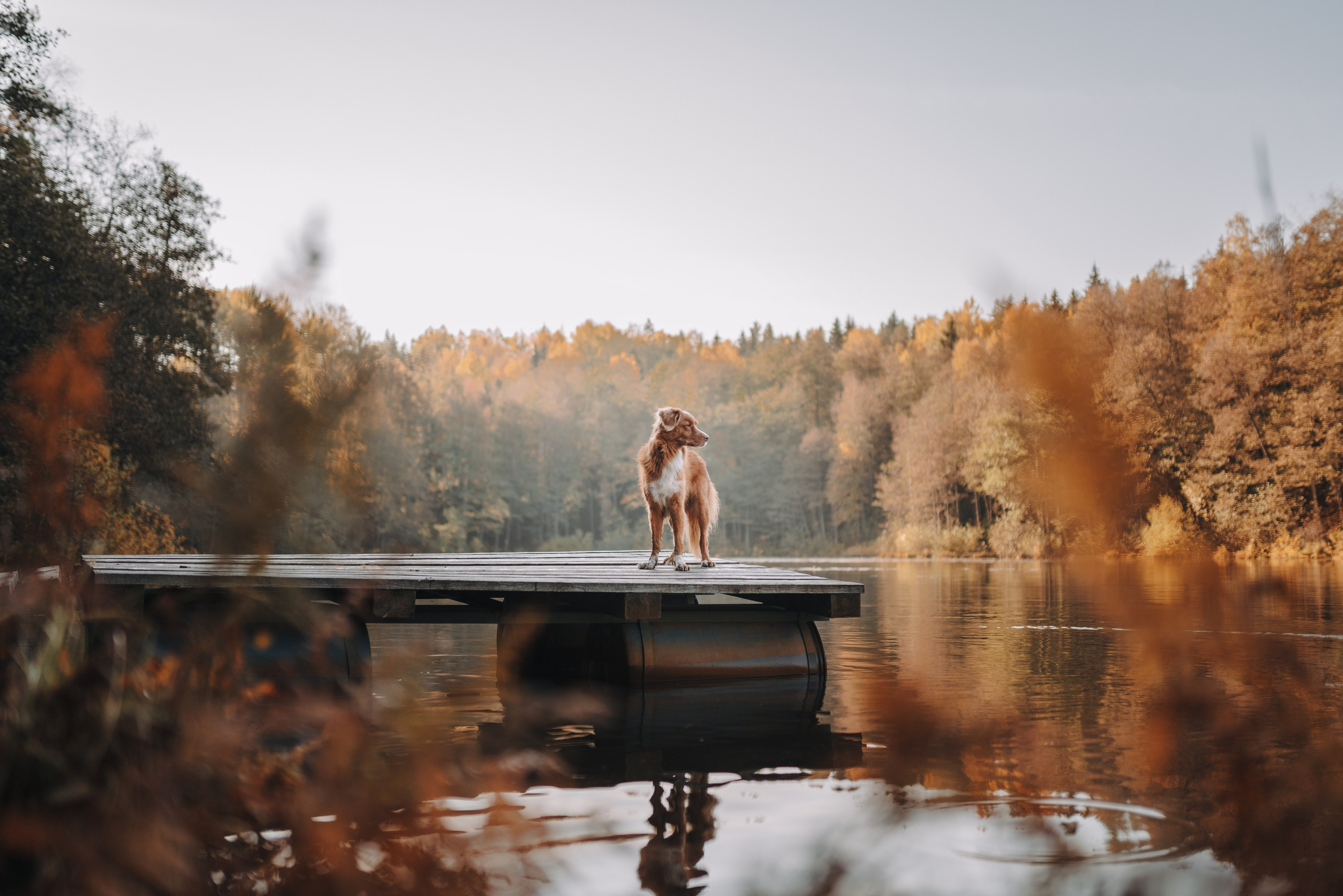 Рика. Фотограф анималист Осипчикова Мария