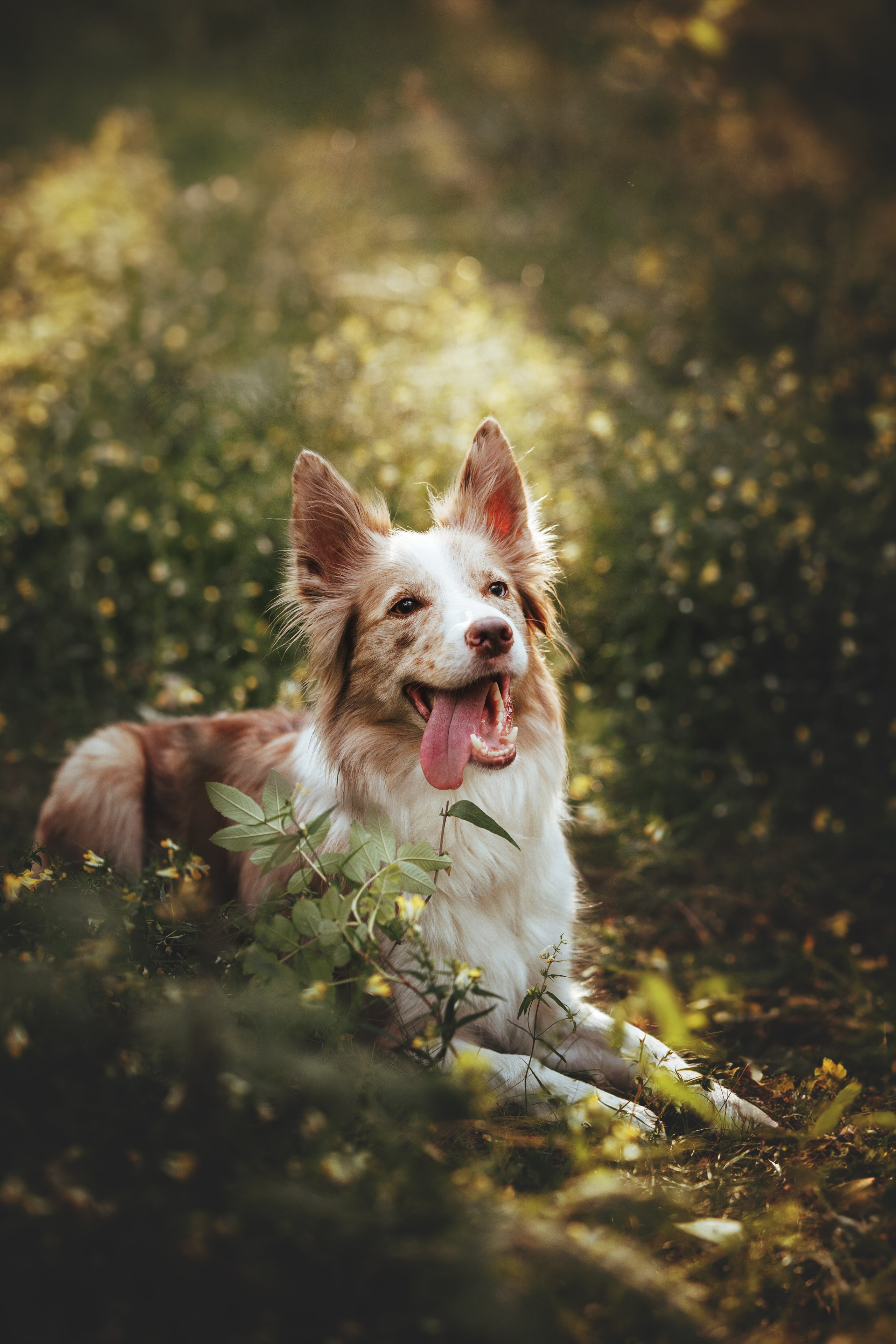 Рита, Маша и много собак. Фотограф анималист Осипчикова Мария