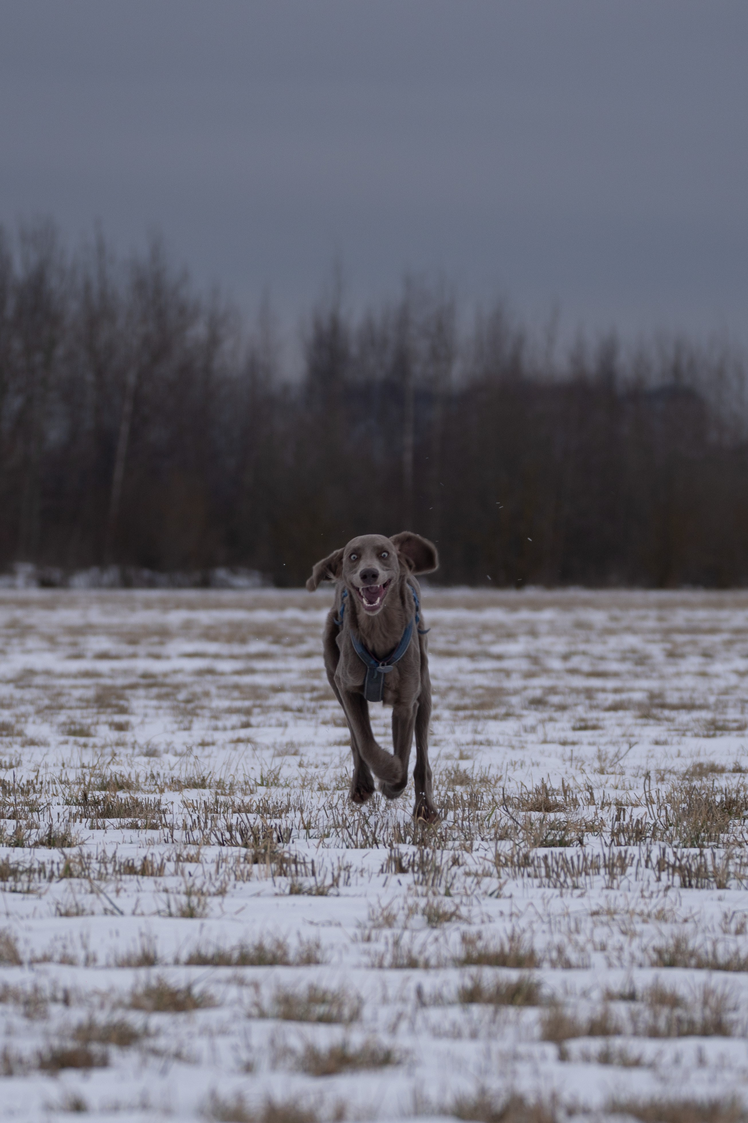 Ваши фотографии. Фотограф анималист Осипчикова Мария