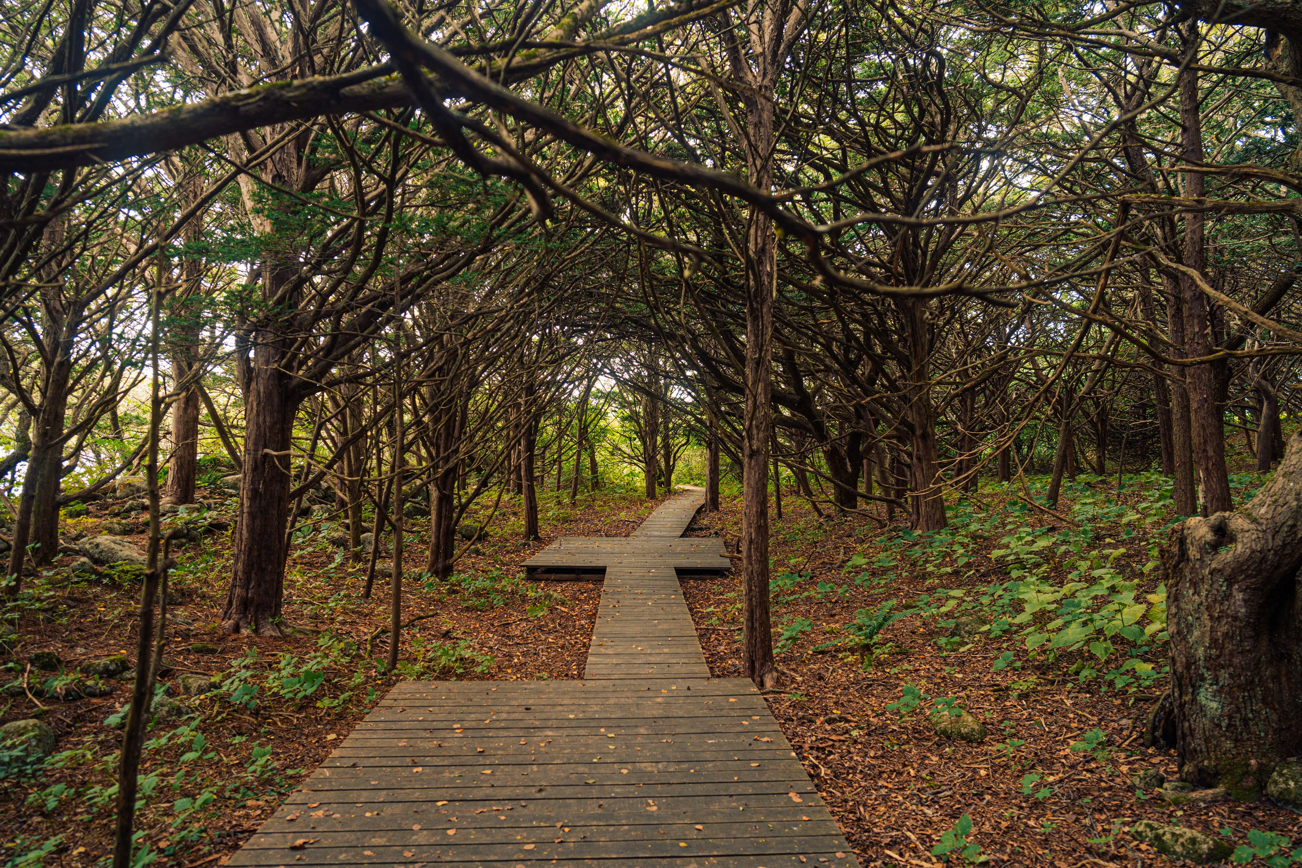 Тисовая роща | Остров Петрова. Иван Зайцев (IZIART) — создание культурного кода через фото и видео