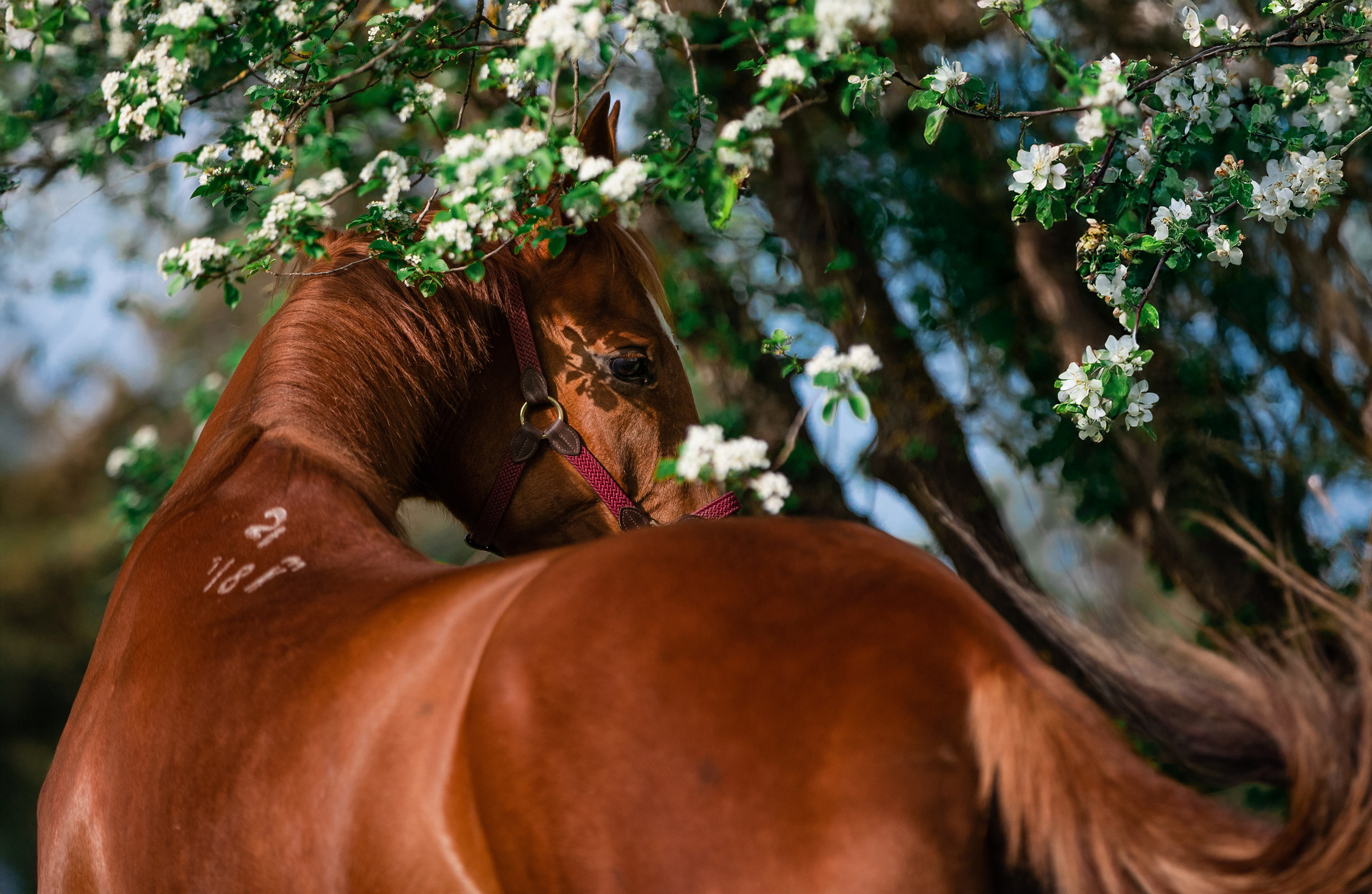 Разное. Фотограф-анималист Ксендзова Кристина