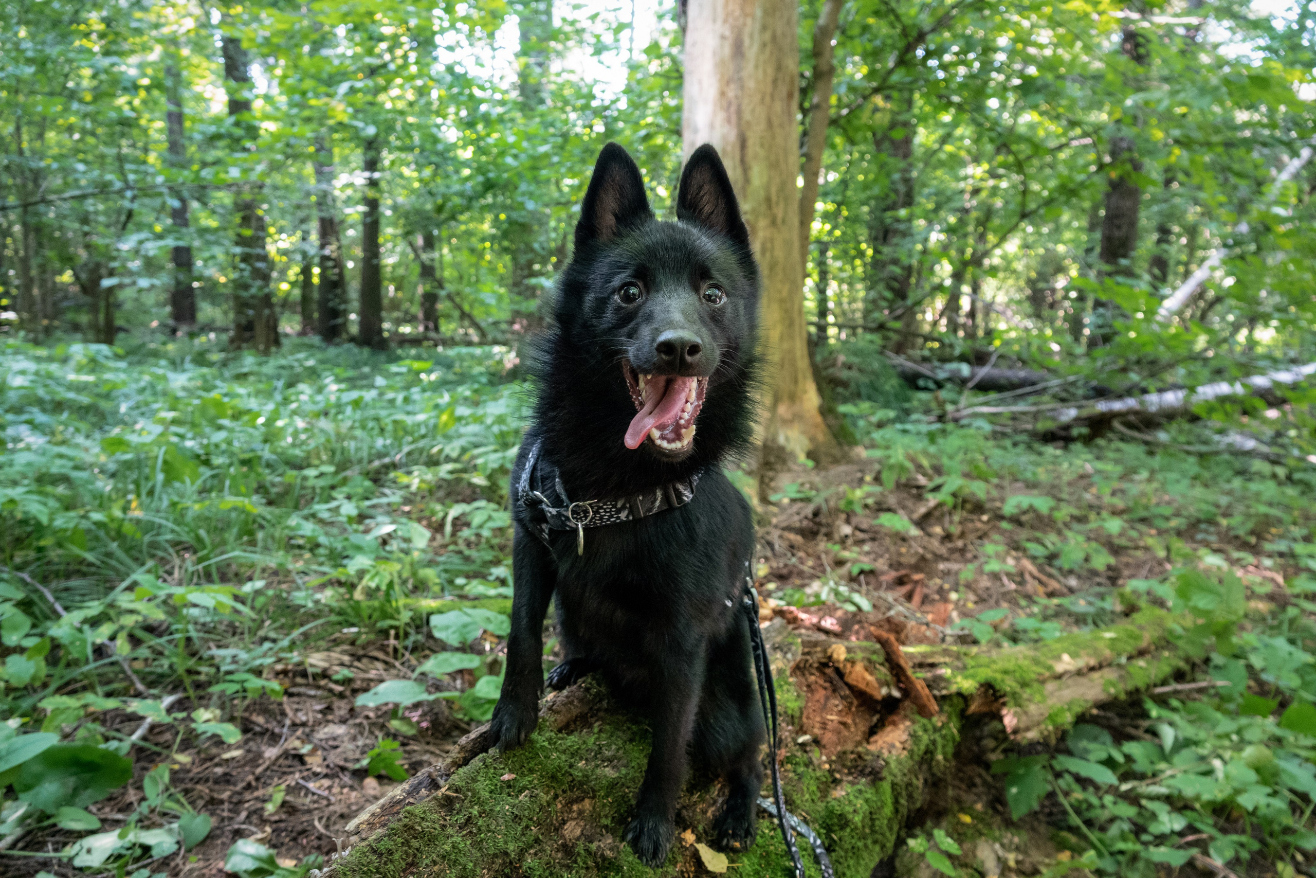 Дейзи и Джон. Фотограф-анималист в Москве Юлия Лайхо