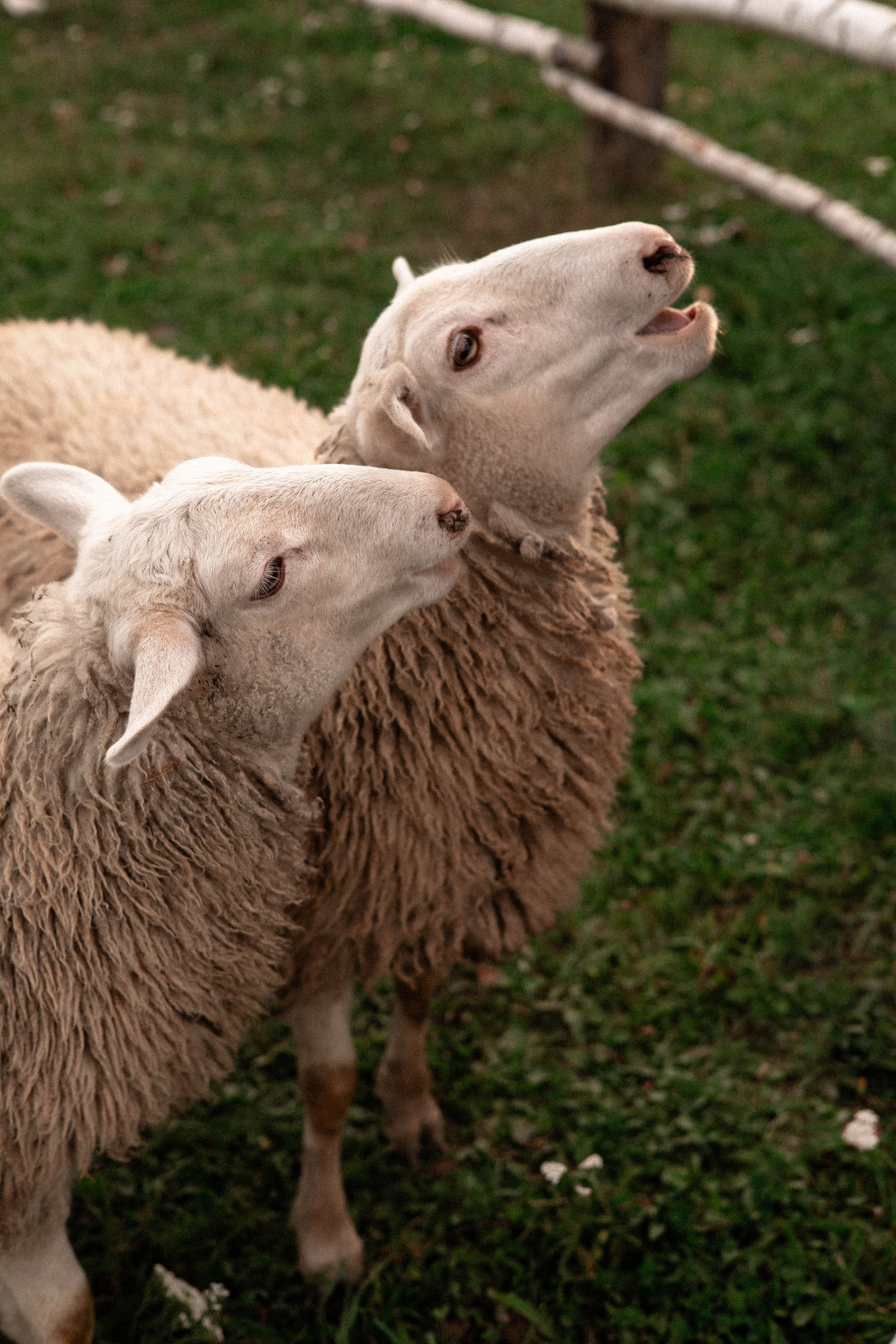 Давид, Настя и Дима. Свадебный и портретный фотограф Соломко Диана