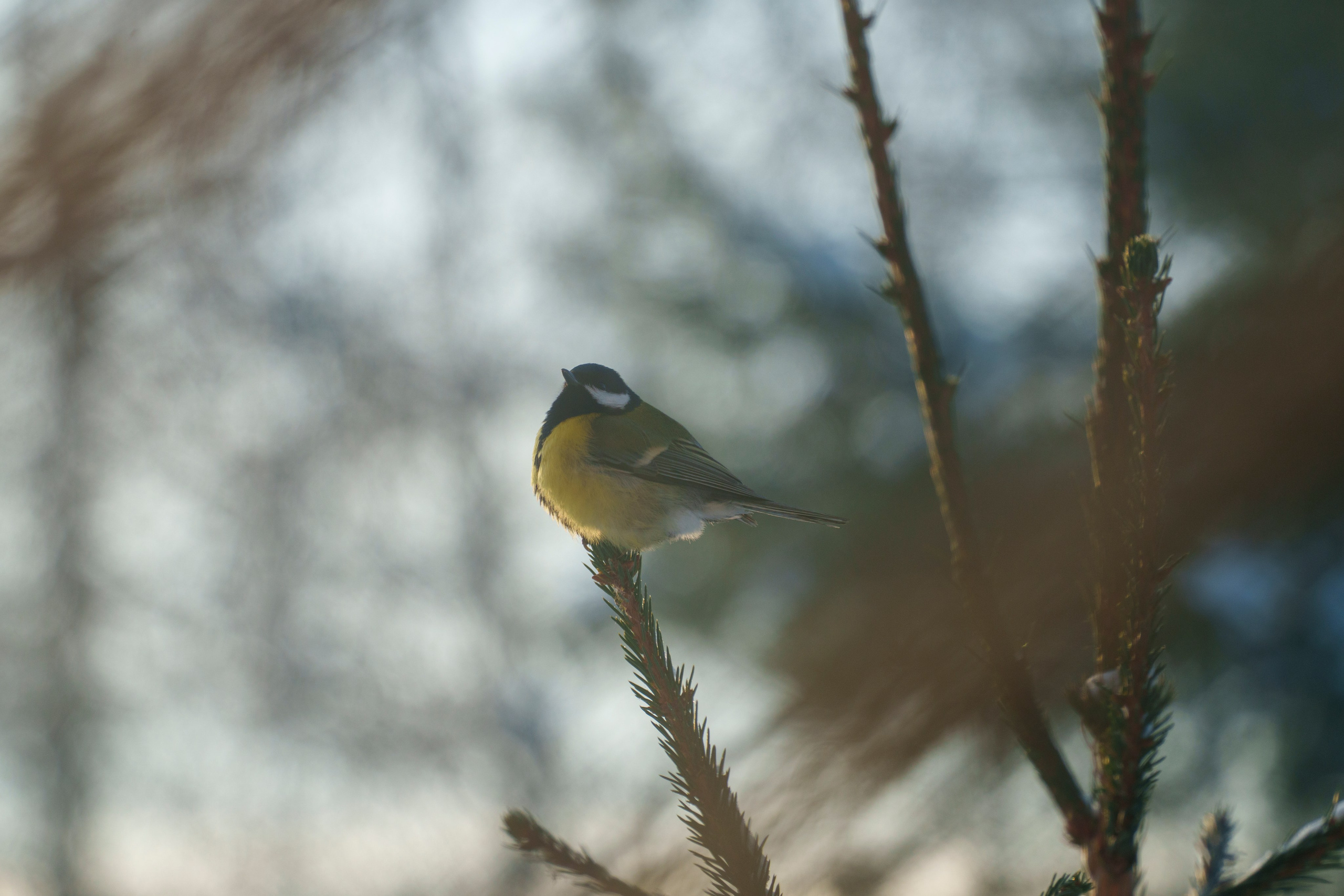 Animals — Животные