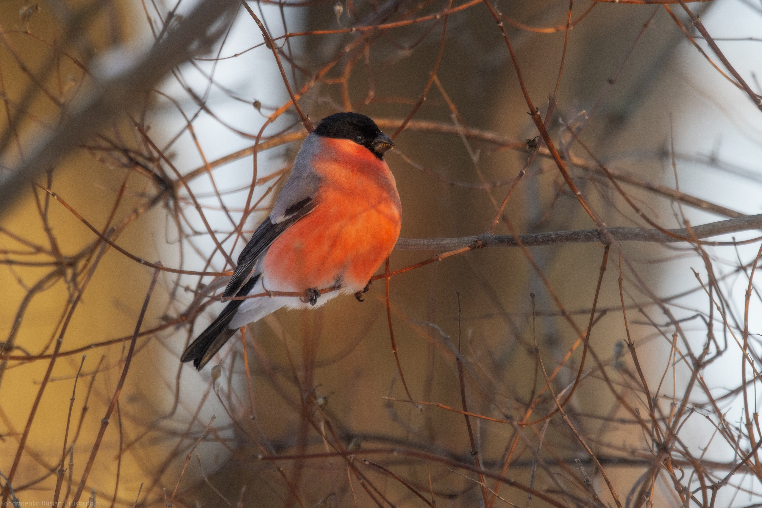 Снегирь. Архитектурный и пейзажный фотограф Кондратенко Руслан, Санкт-Петербург