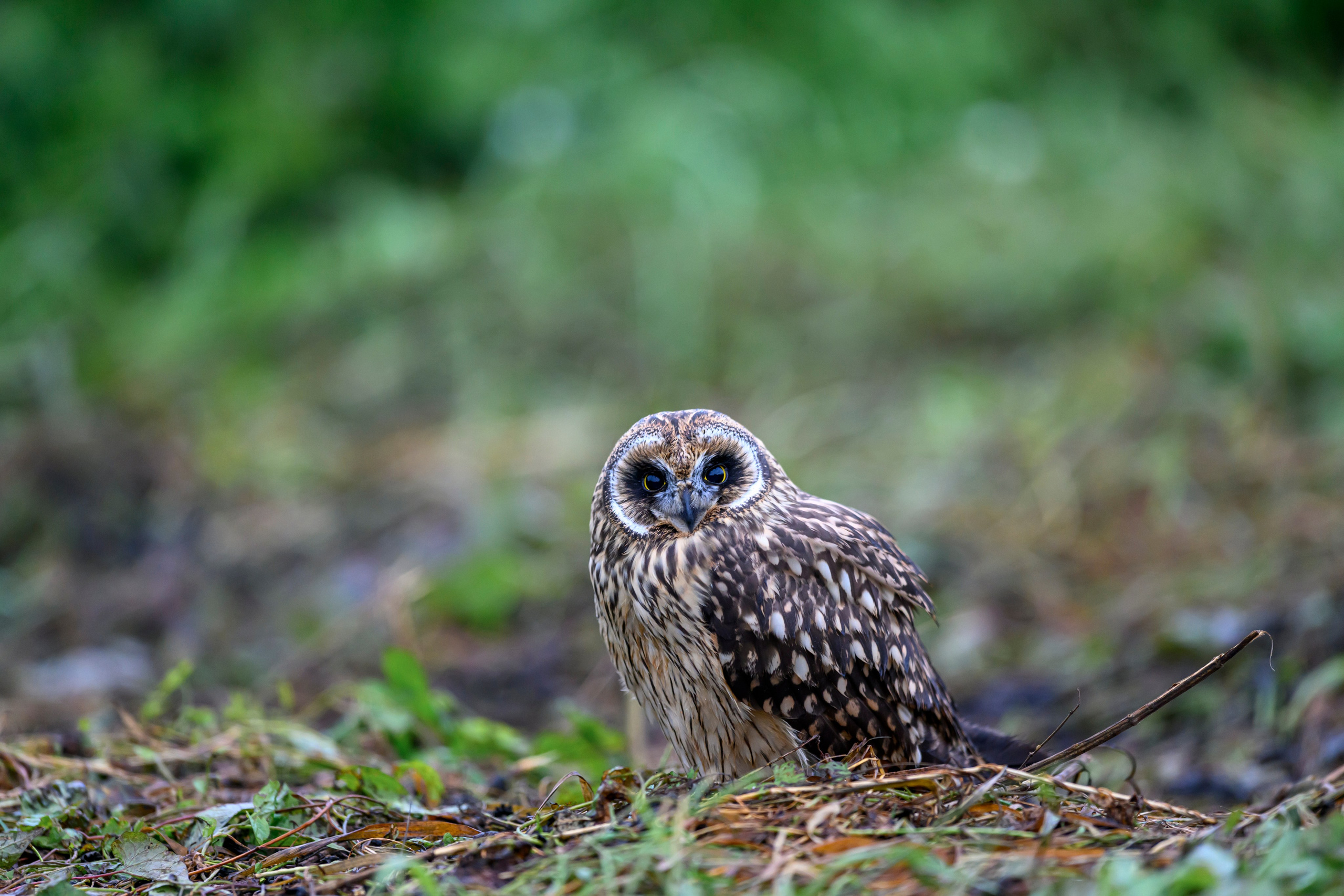 Фотосессия совенка | Owlet photo session. Фотограф Сергей Пупонин