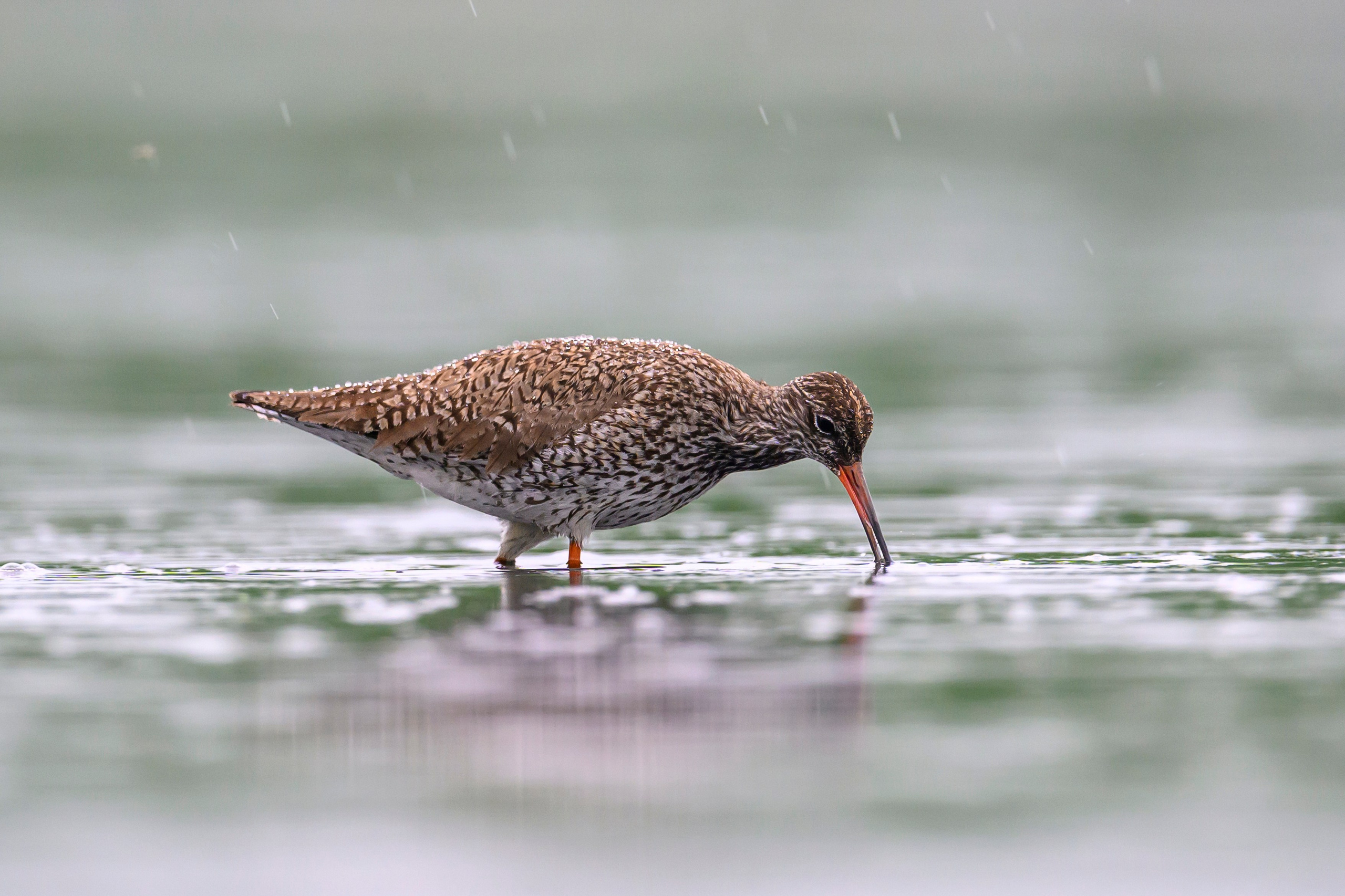 Кулики. Wildlife photography by Sergey Puponin