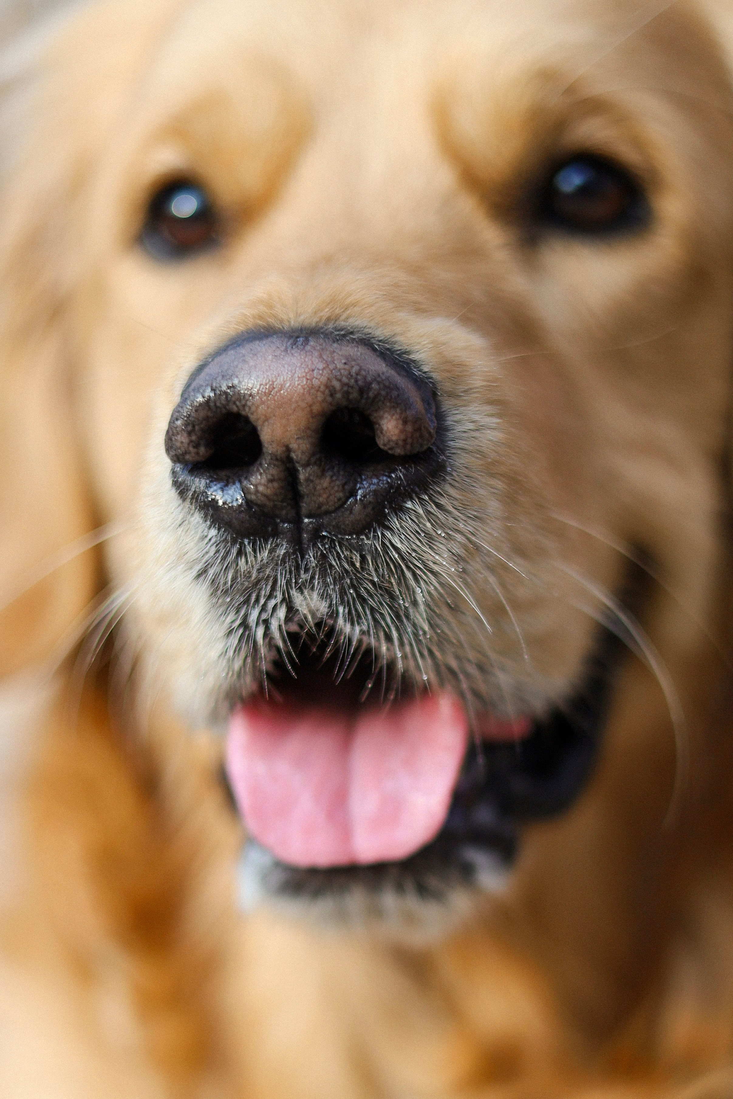 Лёва и Катя. Фотограф-анималист Ксения Шевцова|Москва