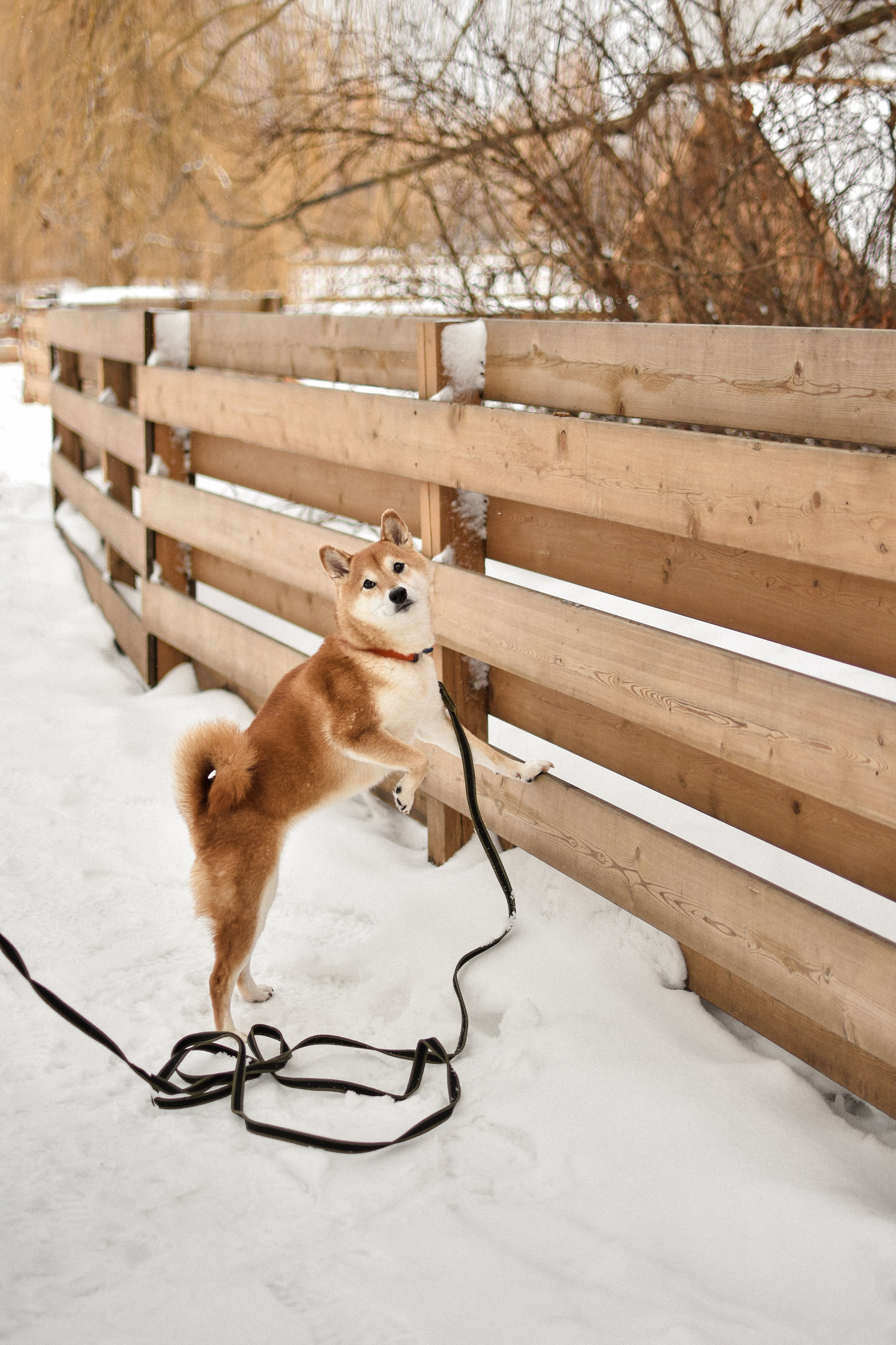 Ханна и Даша. Фотограф-анималист Ксения Шевцова|Москва