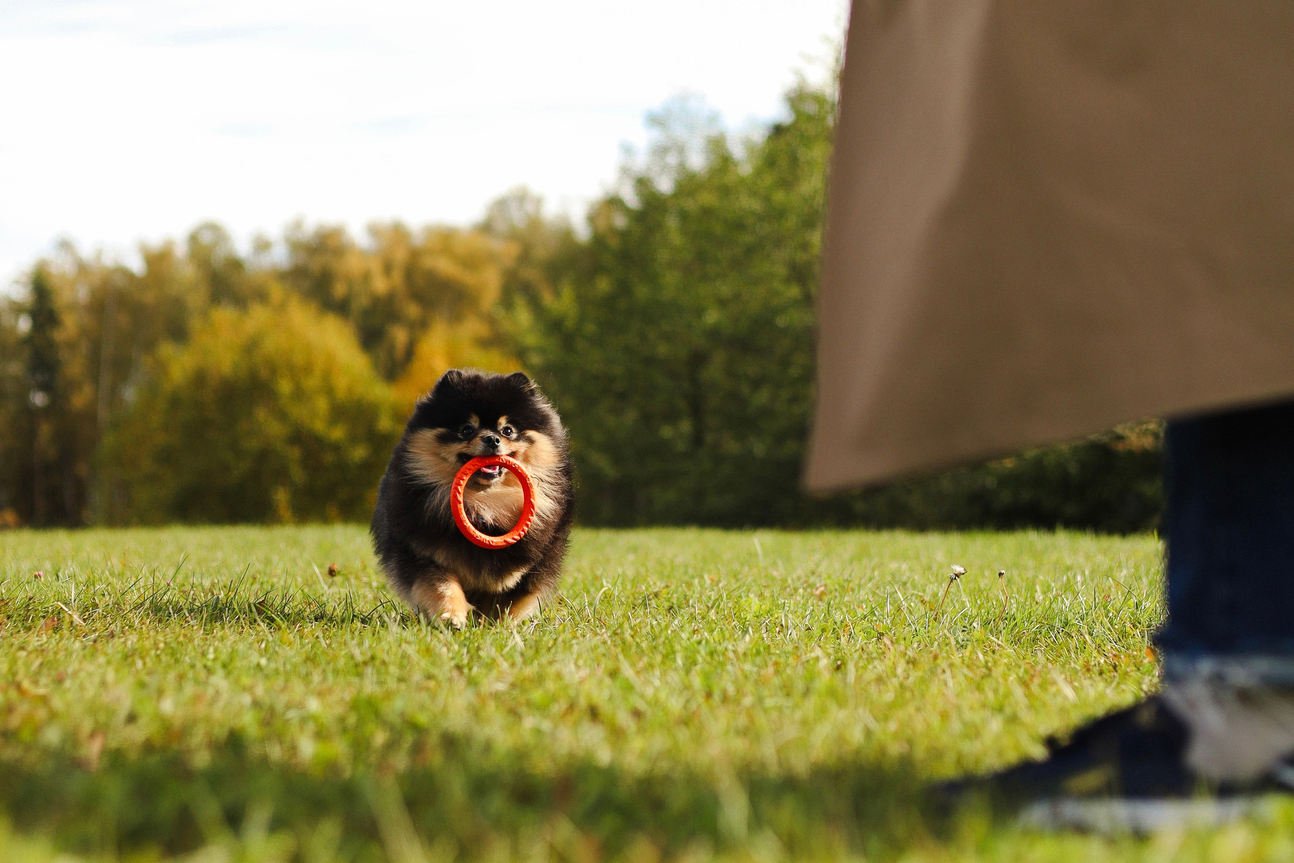 Арчи и Анастасия. Фотограф-анималист Ксения Шевцова|Москва