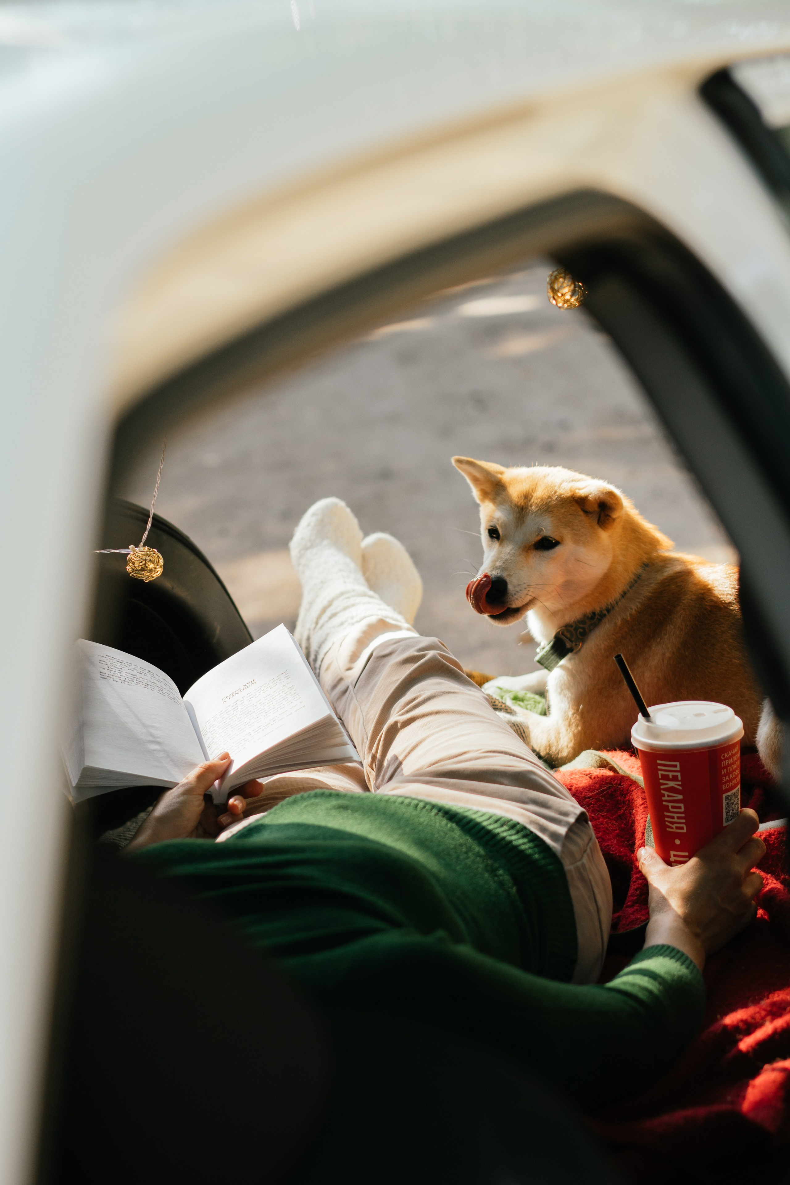 Любимые питомцы. Живые снимки! Фотограф Даша Бендер