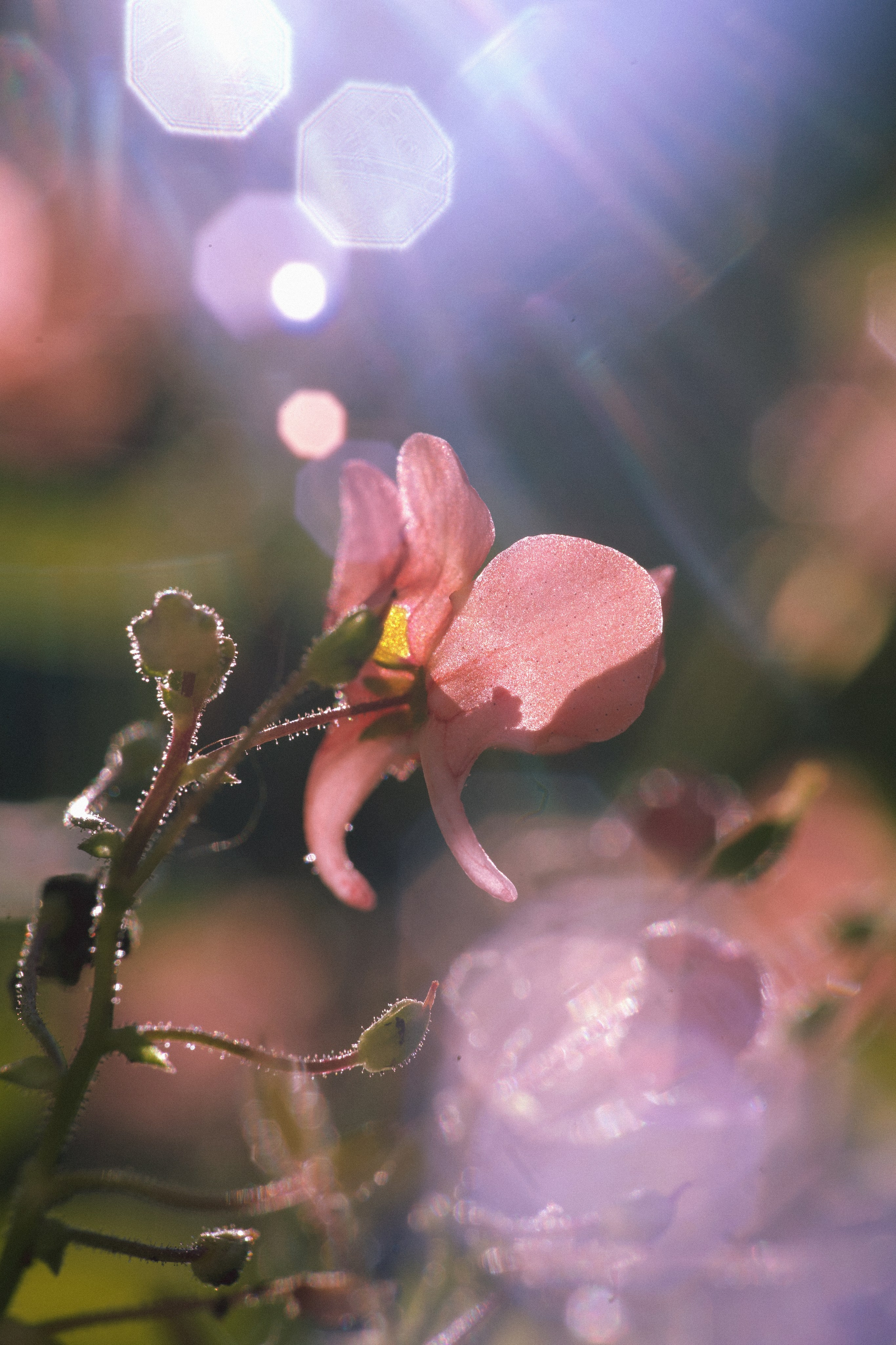 Flower song. Юля Ф