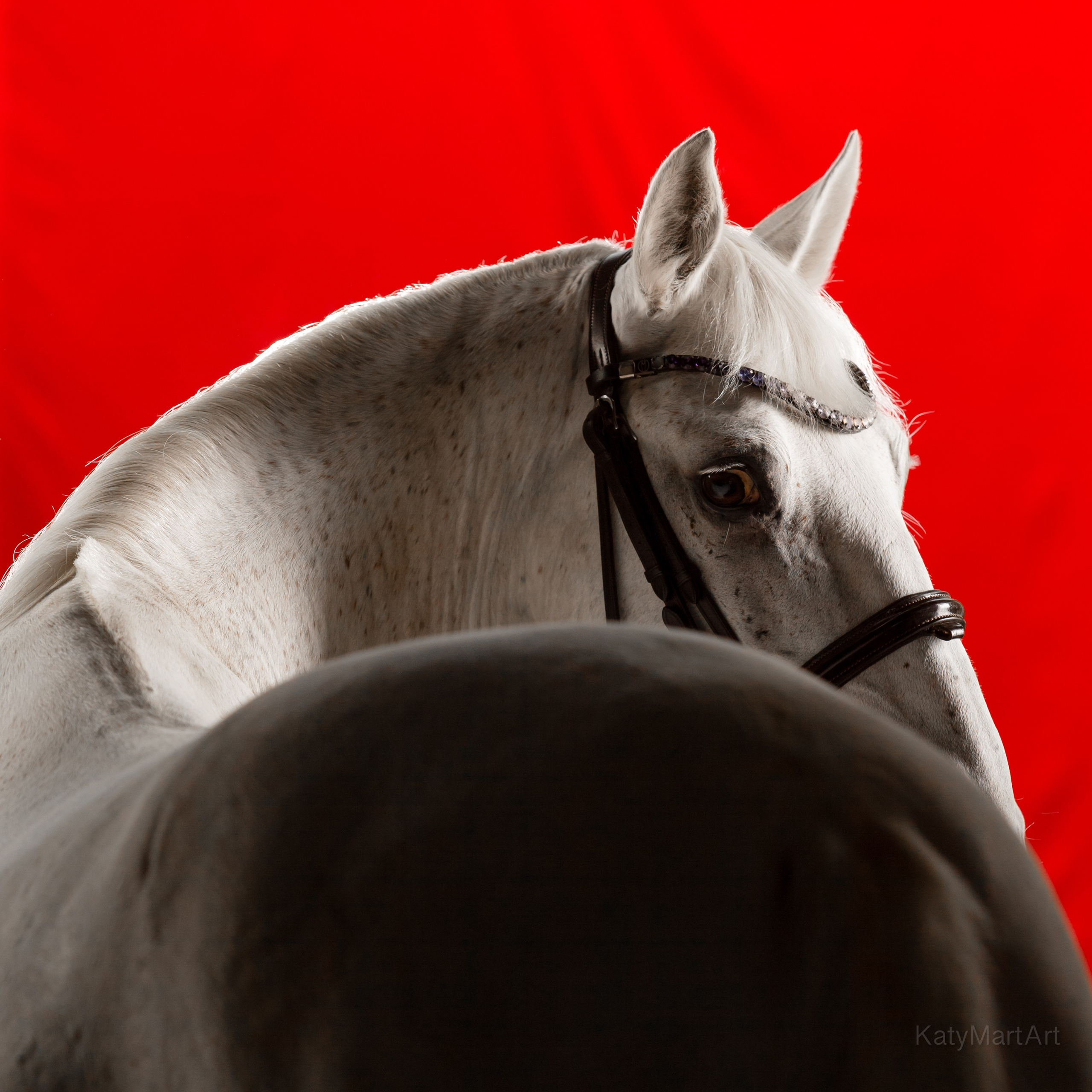 В красном. KatymartArt — Equine photography