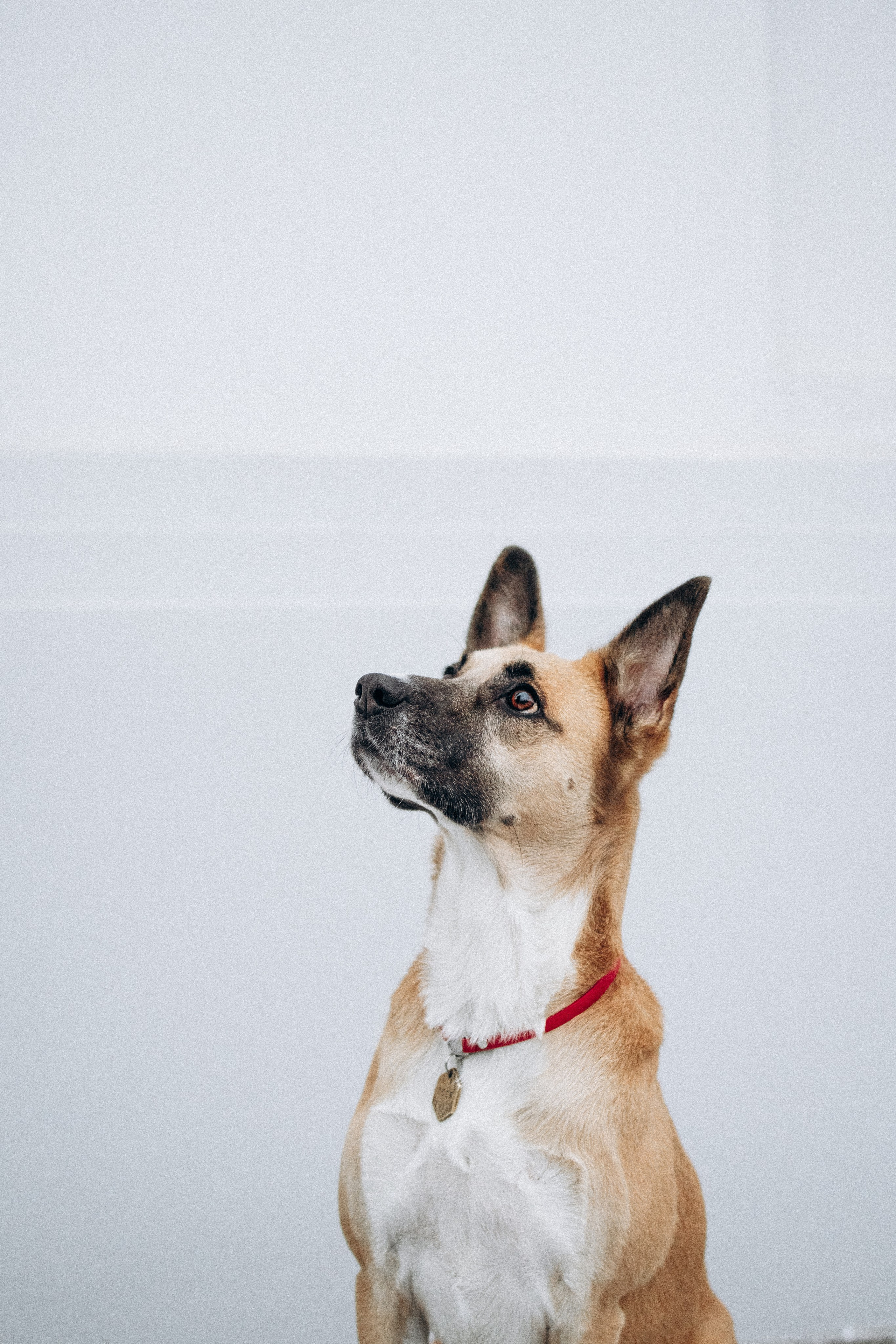 Саша, Ксюша и их банда. Фотораф — анималист Мария Шистка