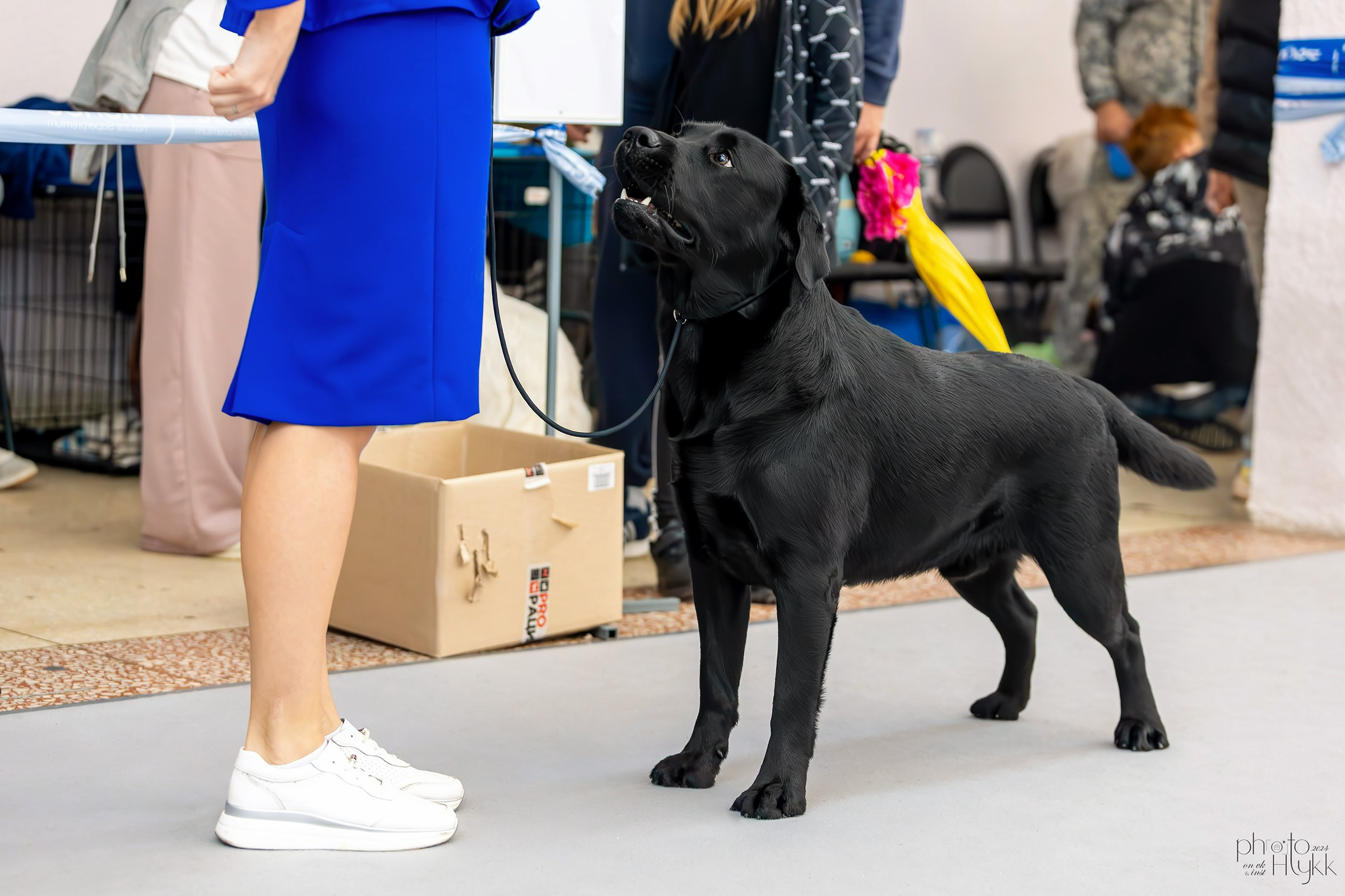 14 сентября 2024, Выставка РКФ, г. Пермь. Htykk_photo