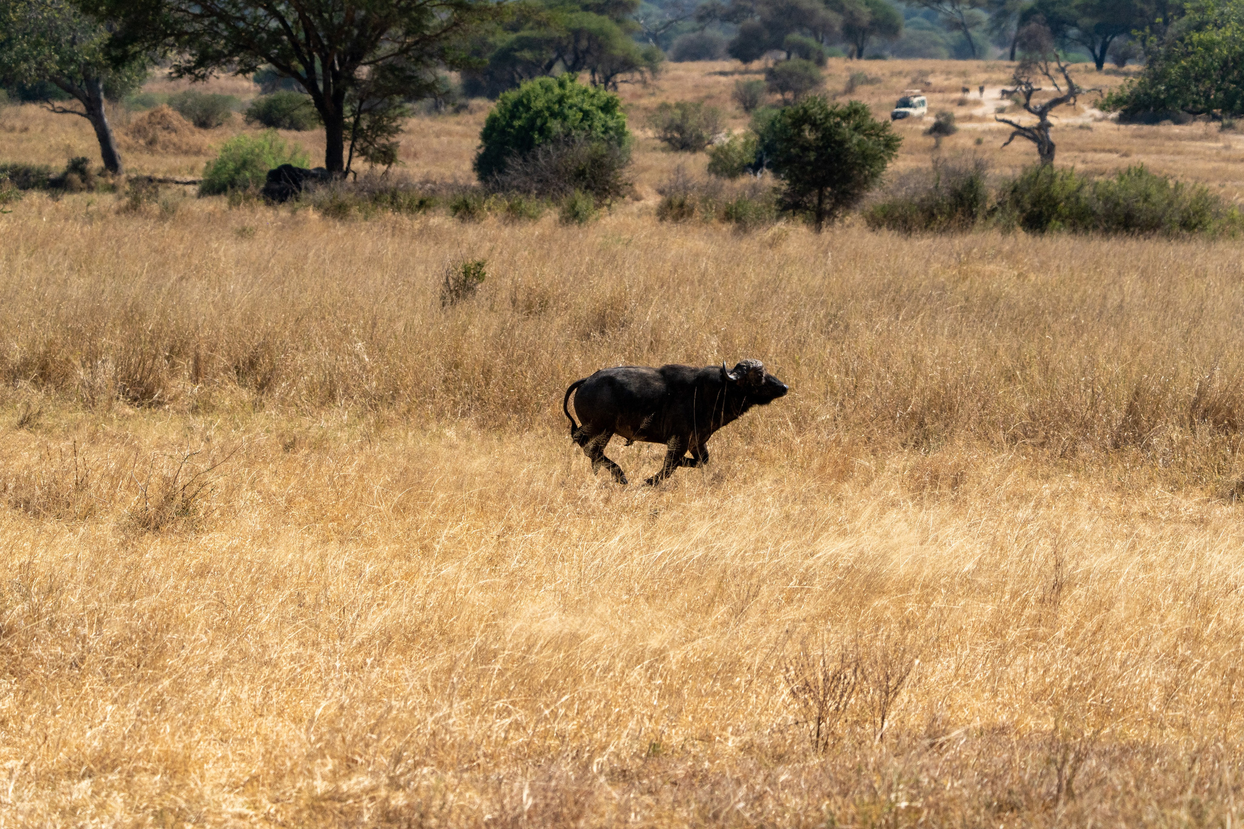 Танзания, сафари, 2025. Творческие сьемки